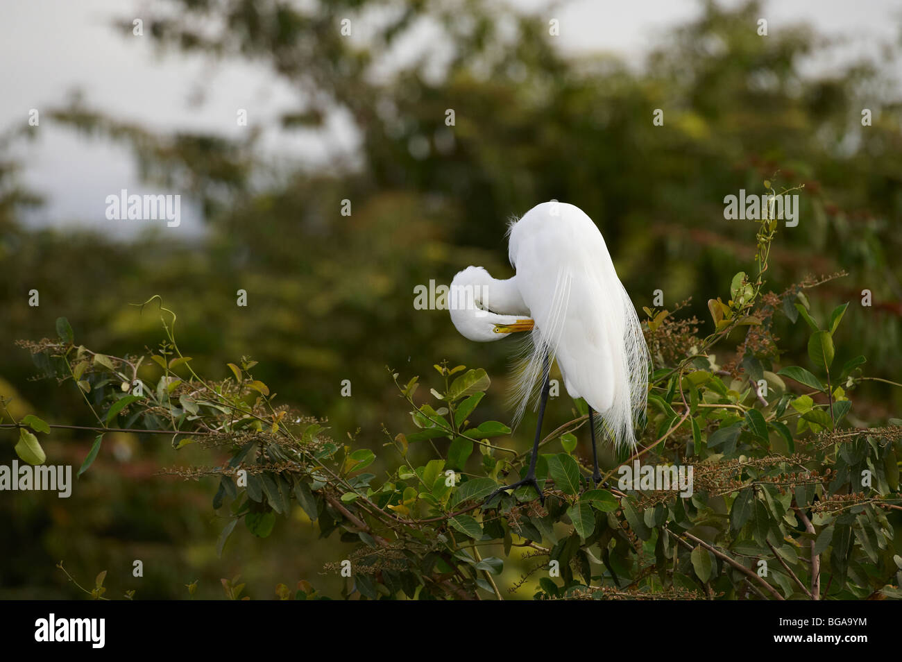 Große Silberreiher stehen auf einem Ast, Casmerodius Albus, PANTANAL, MATO GROSSO, Brasilien, Südamerika Stockfoto