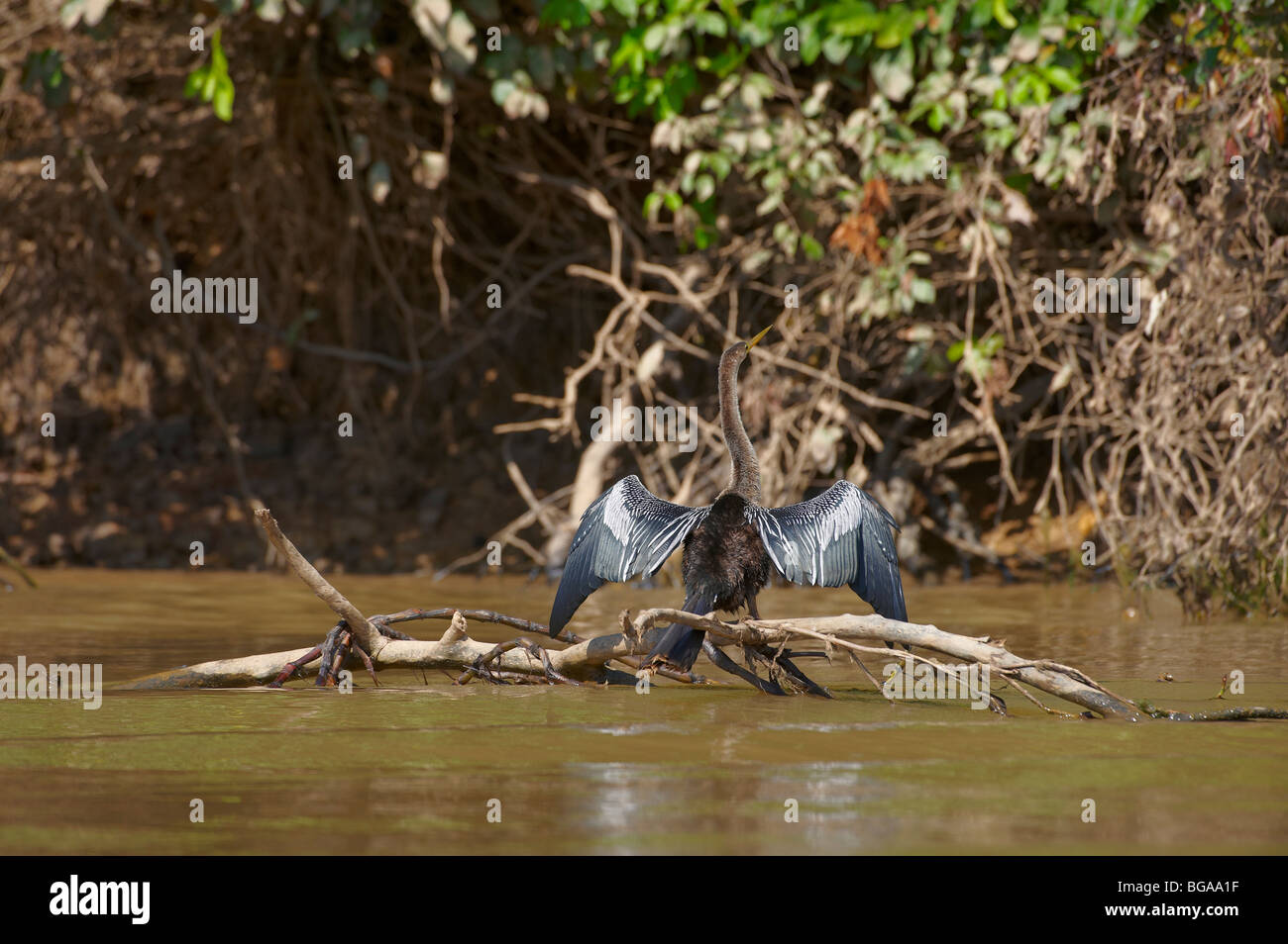 Anhinga oder amerikanischen Darter trocknen seine Flügel, Anhinga Anhinga, PANTANAL, MATO GROSSO, Brasilien, Südamerika Stockfoto