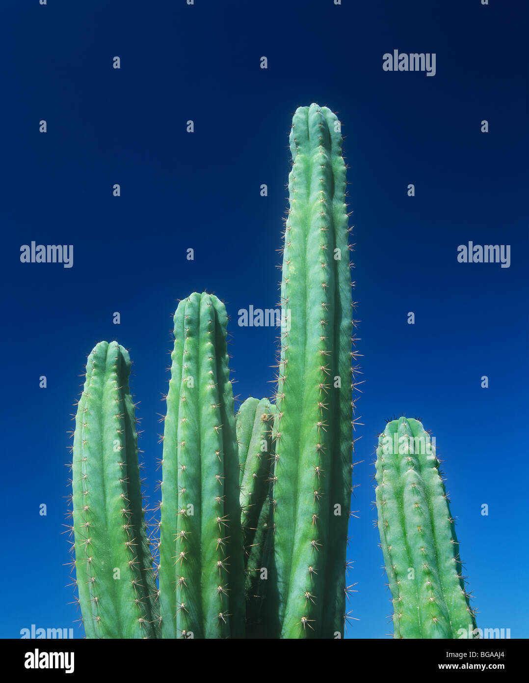 Ein San Pedro Kaktus. Die halluzinogene Droge Meskalin enthält. Stockfoto