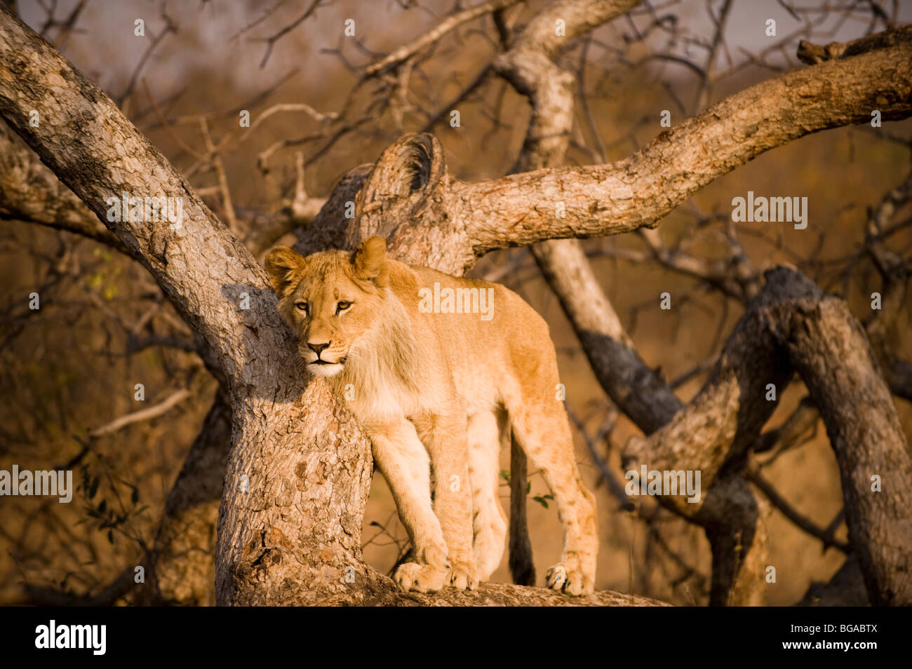Lion Cub in Baum Stockfoto