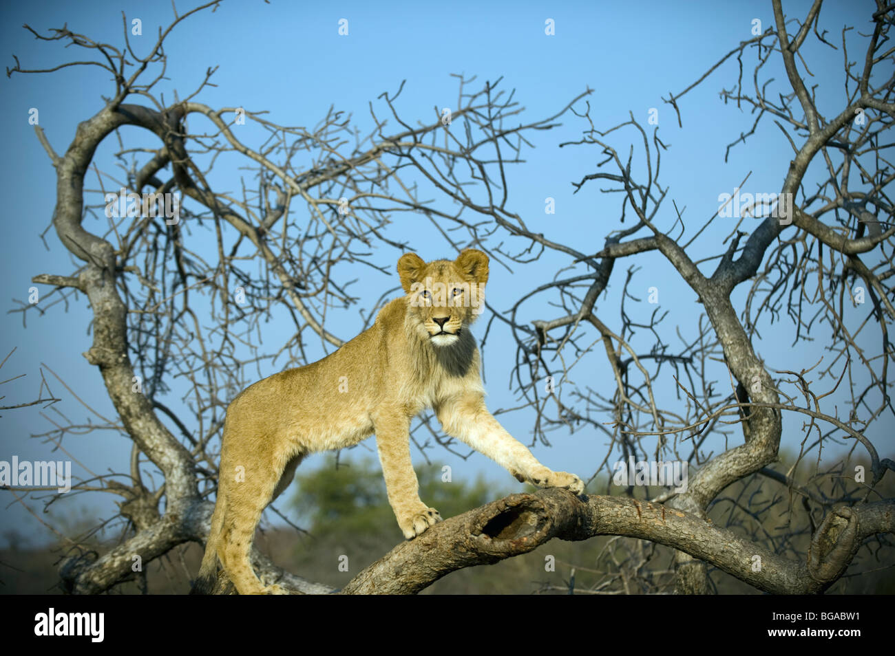 Lion Cub in Baum-Porträt Stockfoto