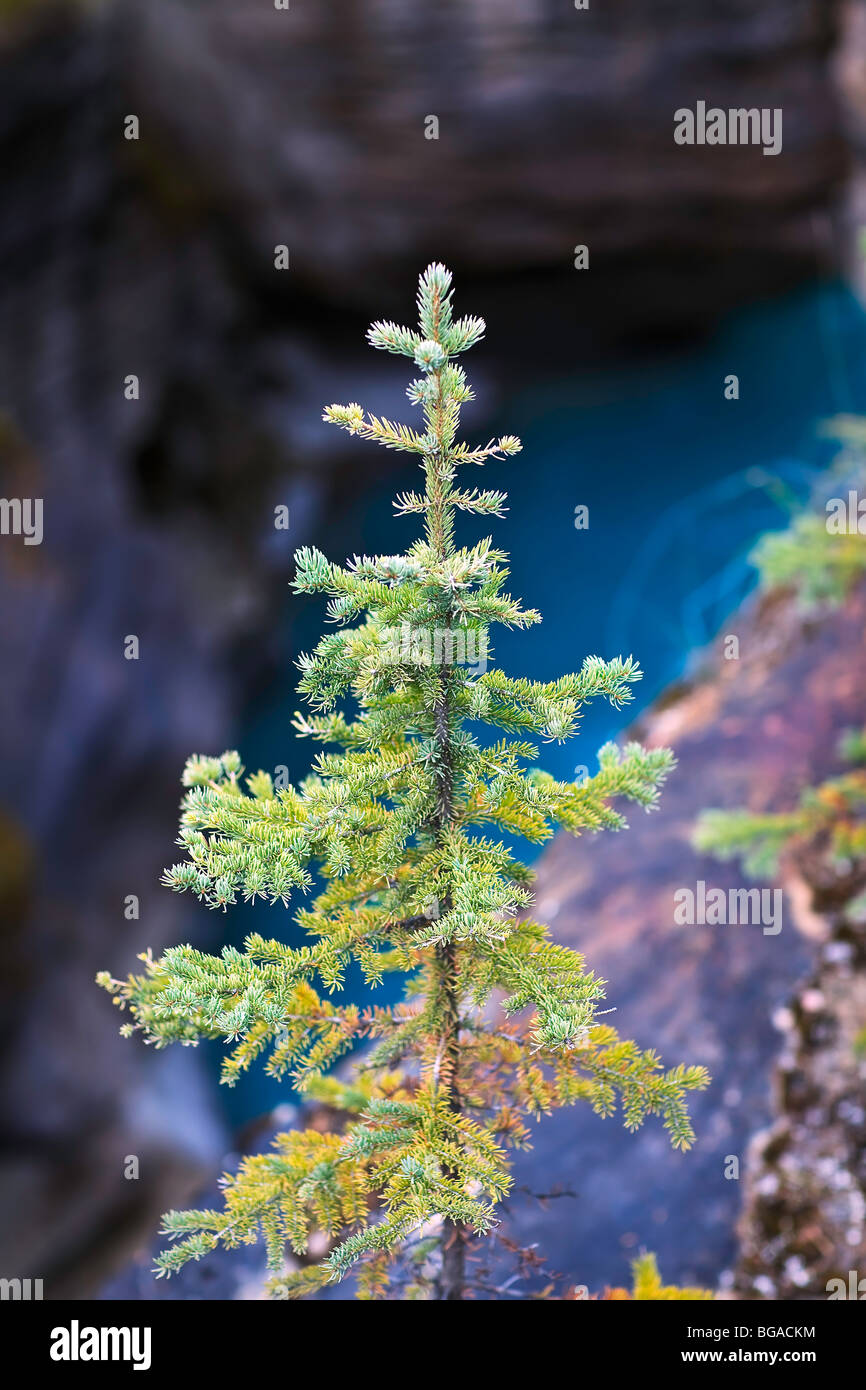 Immergrüner Baum wächst am Rande einer Klippe, Athabasca River unten, Jasper Nationalpark, Alberta, Kanada. Stockfoto