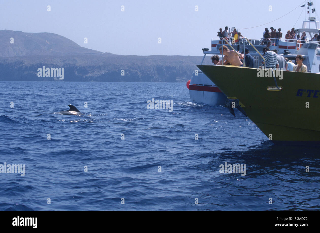 Whale-watching Schiffe mit Wal-Beobachter während einer Begegnung mit einem wilden kurze finned Pilot Wal, Teneriffa Stockfoto