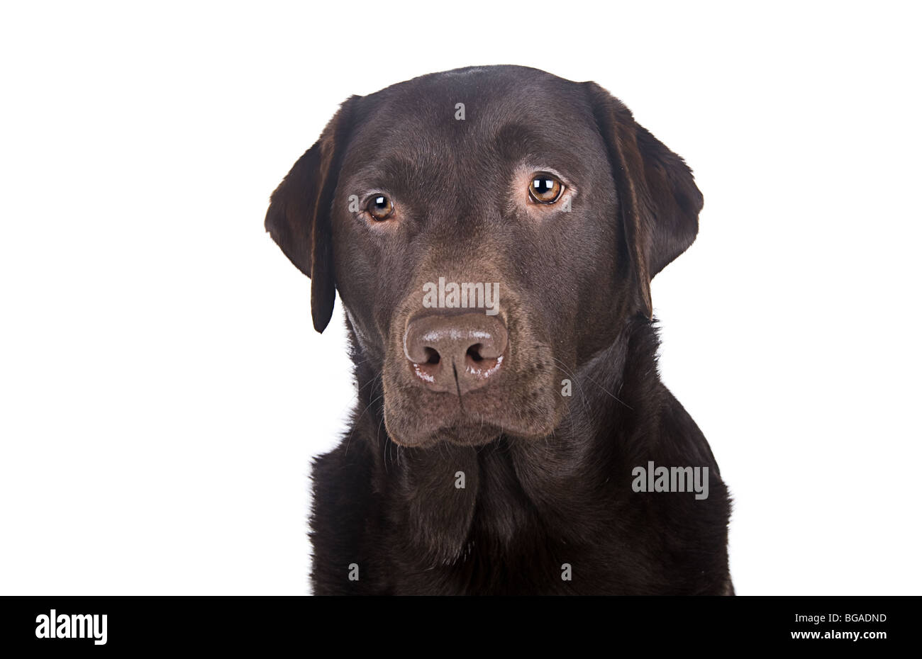 Schuss von Chocolate Labrador gegen weiß Stockfoto