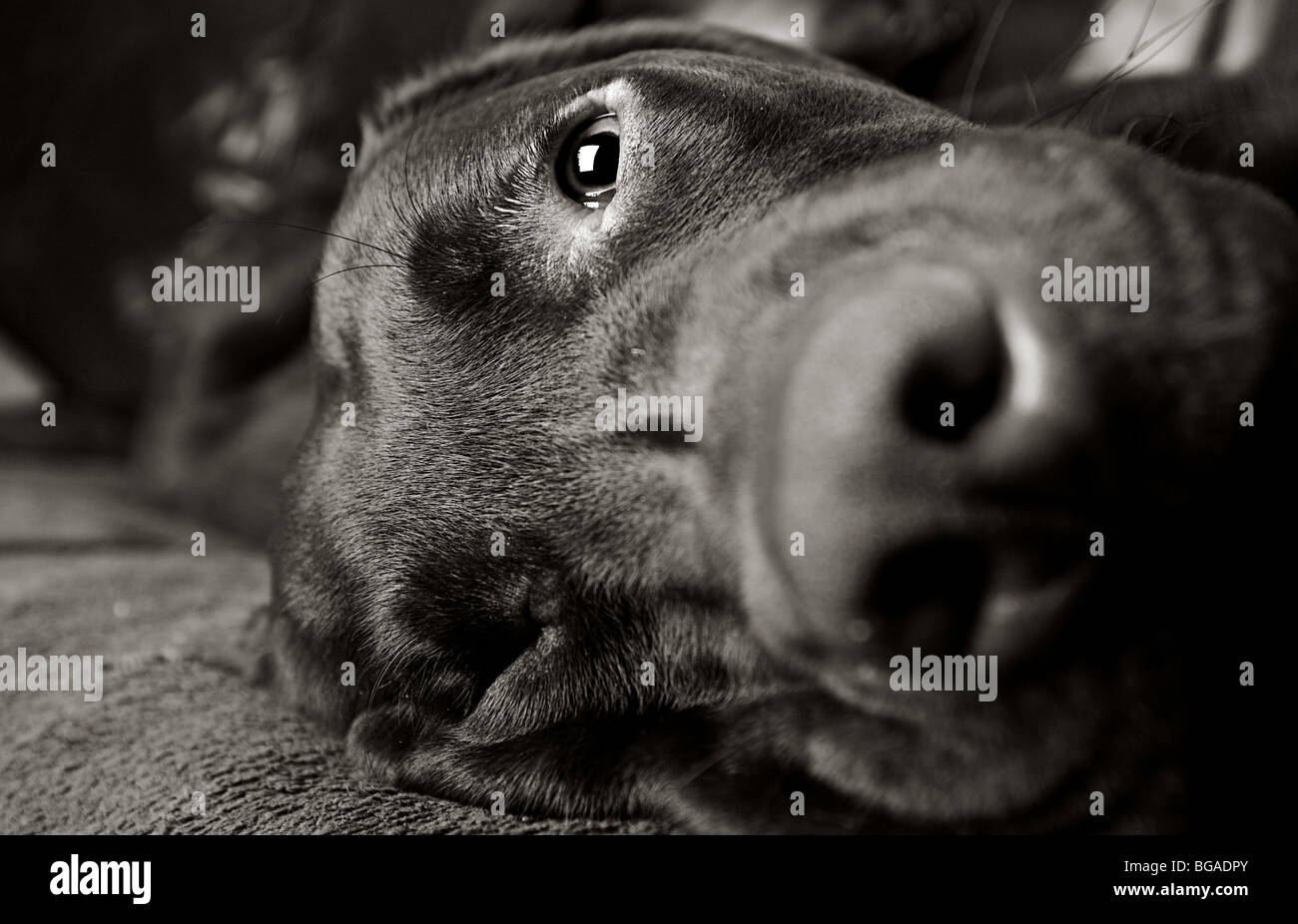 Schwarz / weiß Schuss von einem süßen Labrador liegend Stockfoto