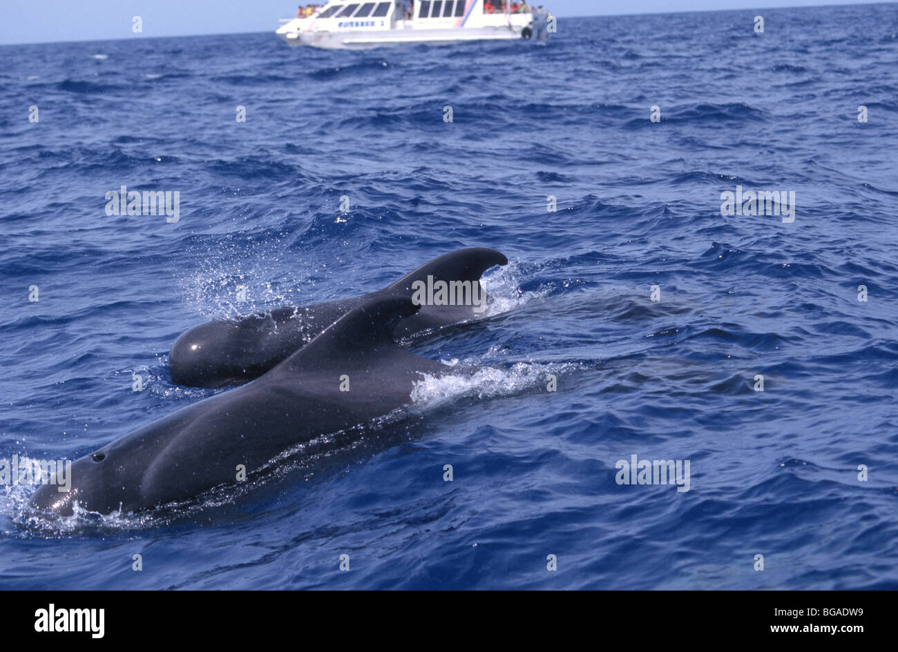 Whale watching Schiff mit einem wilden Duo von kurz-Grindwale, Teneriffa Stockfoto