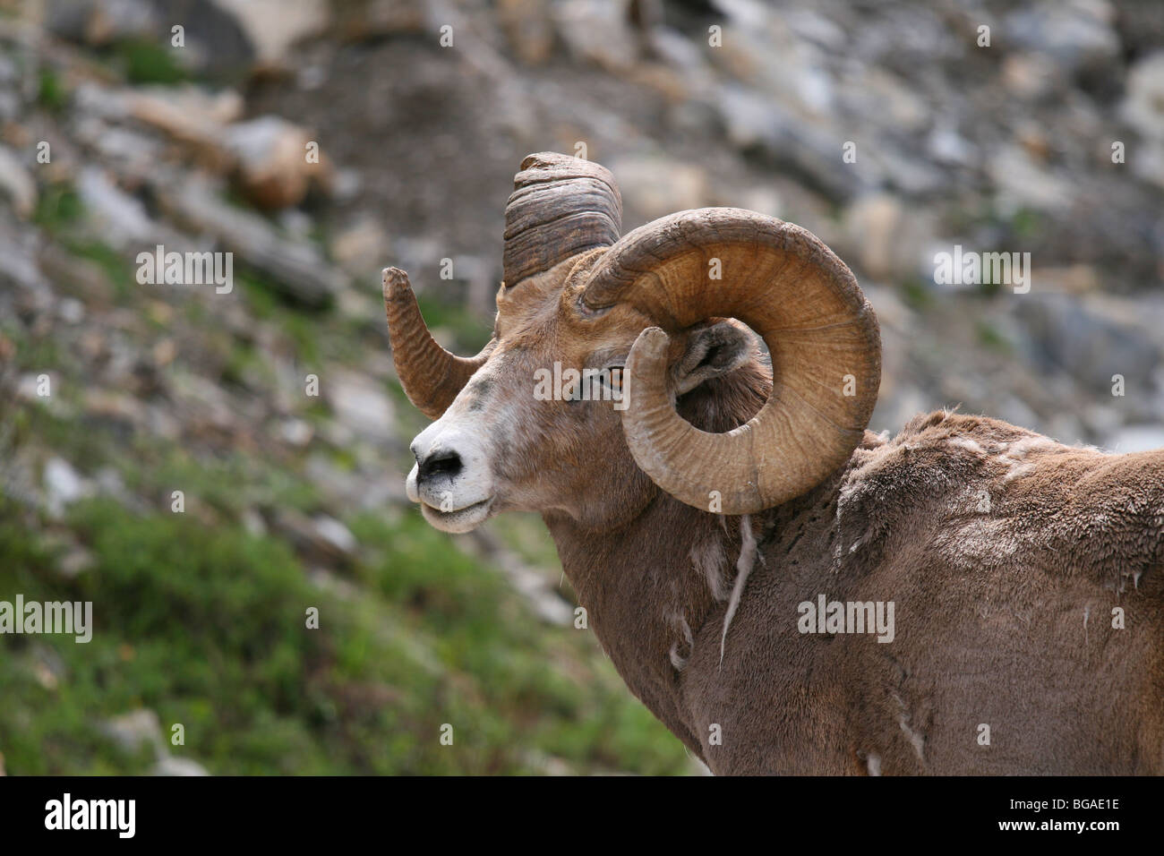 Eine dominante männliche Bighorn Ram von der Seite zeigt ganze Horn Spirale Stockfoto