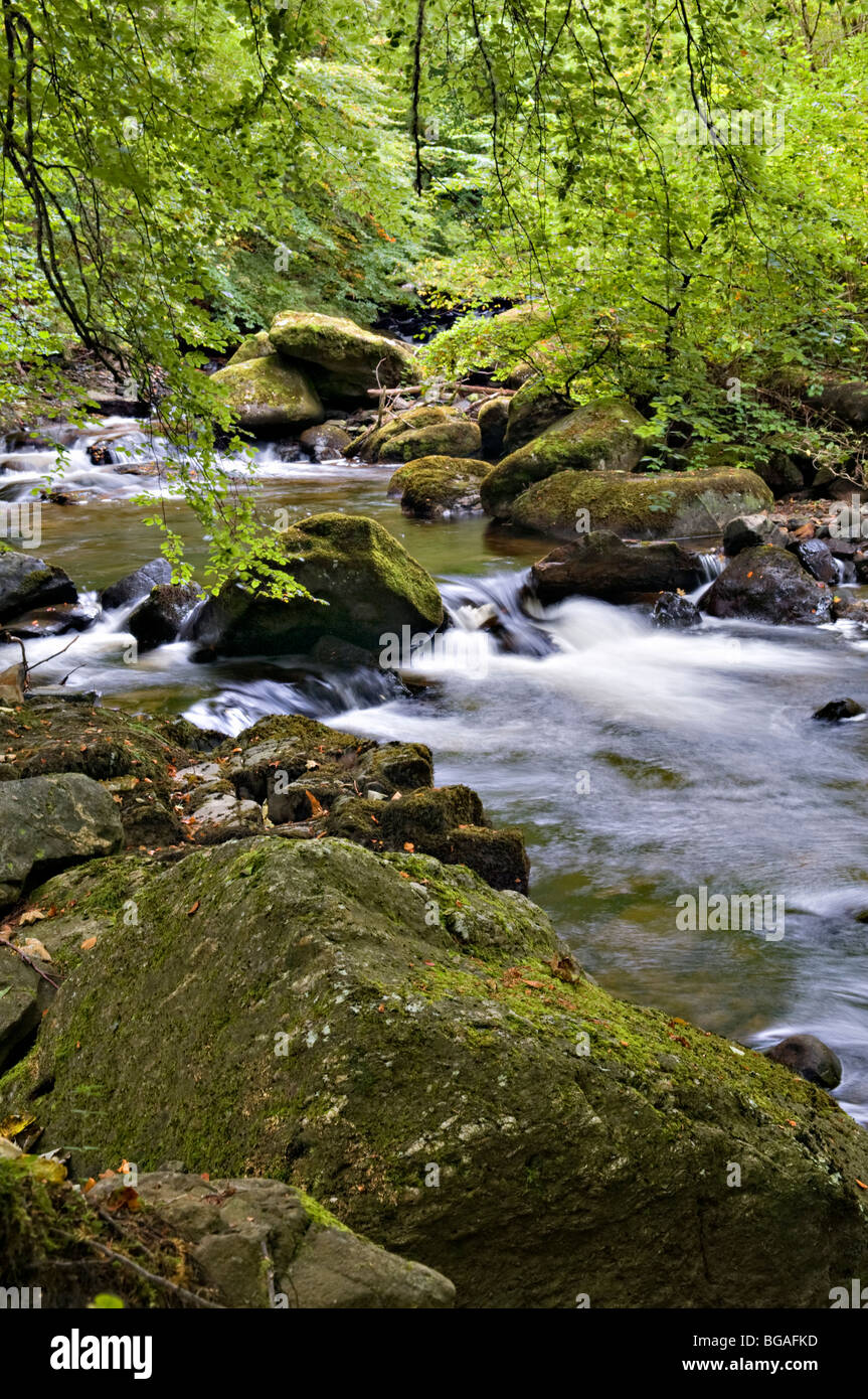 Die Birks Aberfeldy Waldspaziergang genommen im Frühherbst, Perth und Kinross, Schottland Stockfoto