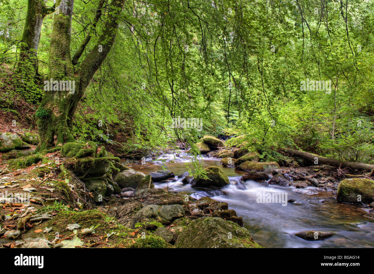 Die Birks Aberfeldy Waldspaziergang genommen im Frühherbst, Perth und Kinross, Schottland Stockfoto