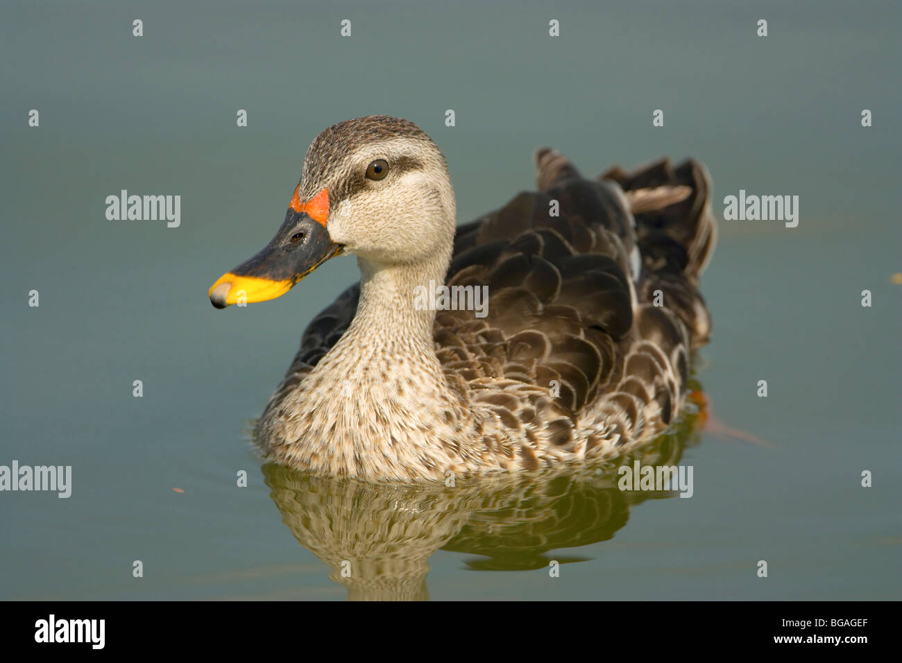 Vor Ort in Rechnung gestellt Ente auf blauem Wasser See schwimmen Stockfoto