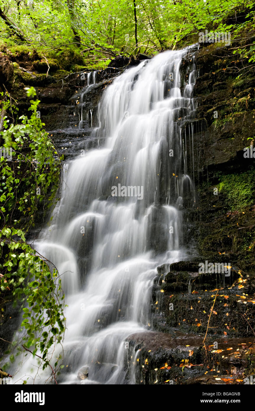 Die Birks Aberfeldy Waldspaziergang genommen im Frühherbst, Perth und Kinross, Schottland Stockfoto