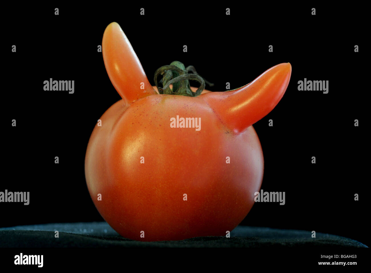 Tomaten-Teufel (unbearbeitetes Foto). Stockfoto