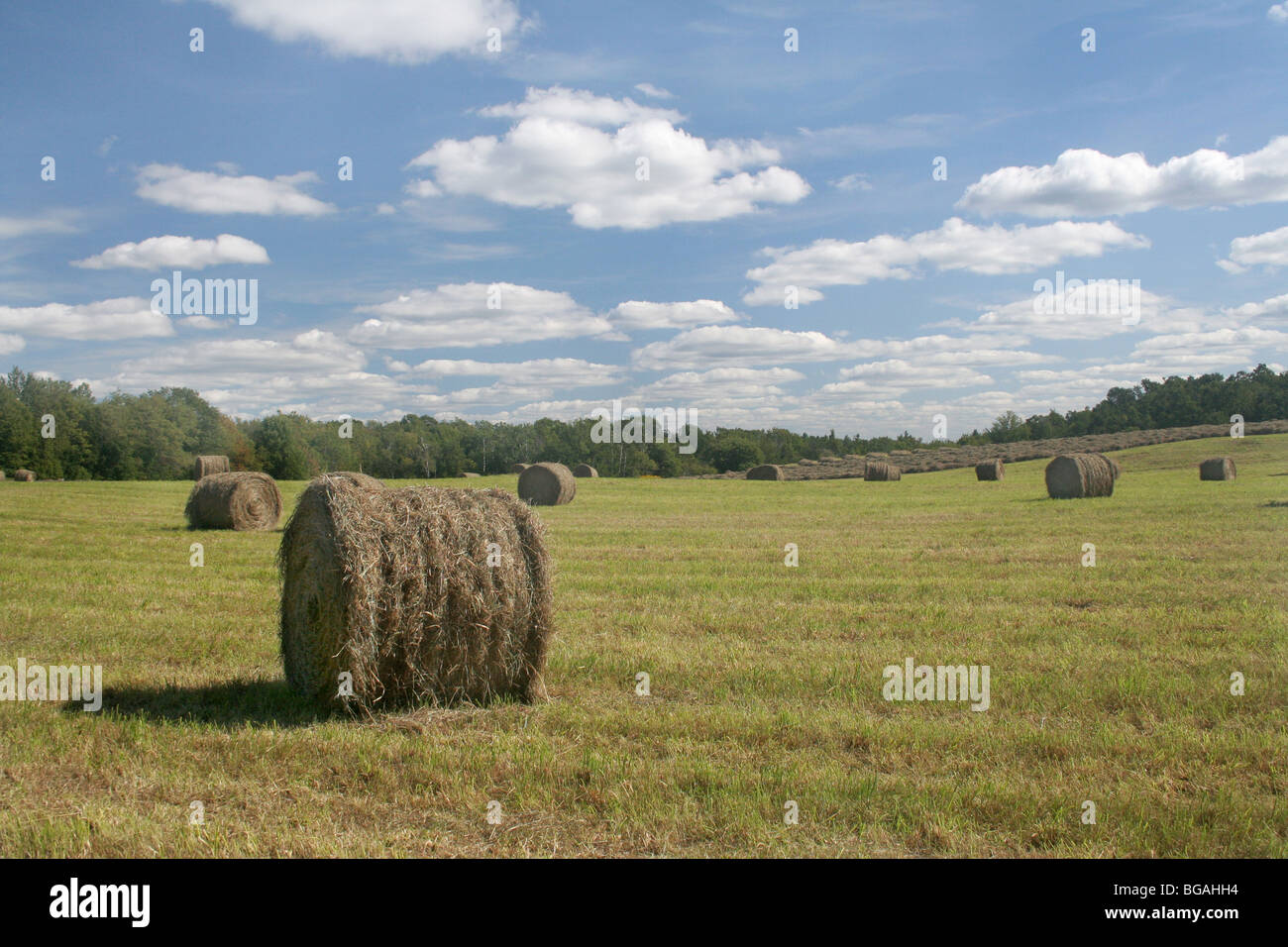 Heu in Rundballen, westlichen Massachusetts Ballen. Stockfoto