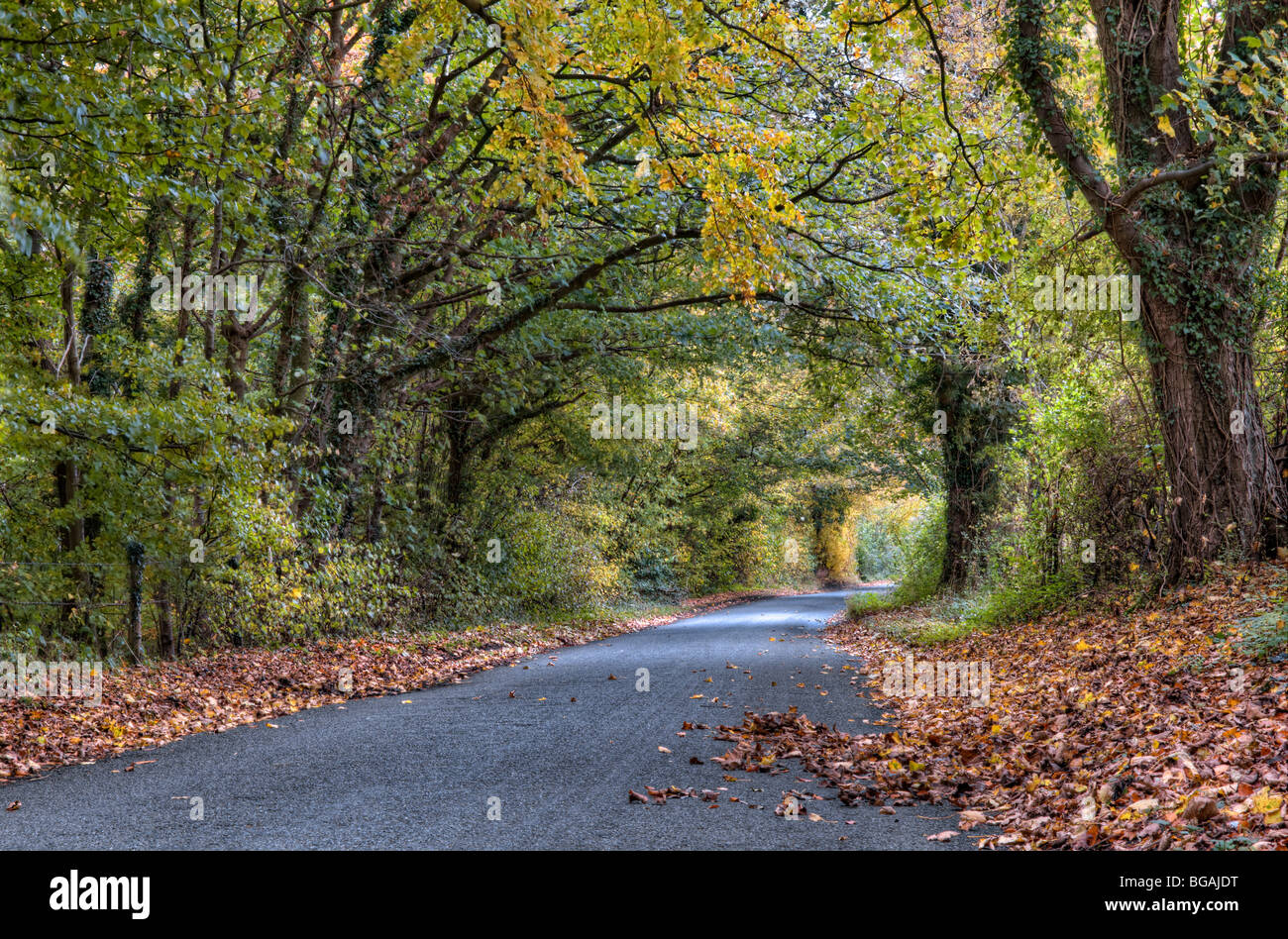 Schöne Herbstfärbung, von Bäumen gesäumten Gasse in der Nähe von Castle Combe Dorf wo Ästen überwuchert haben, in form eines Tunnels getroffen Stockfoto