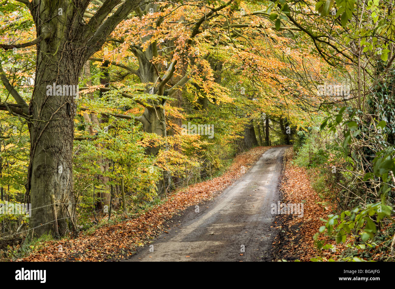 Schöne Herbstfärbung, von Bäumen gesäumten Gasse in der Nähe von Castle Combe Dorf wo Ästen überwuchert haben, in form eines Tunnels getroffen Stockfoto