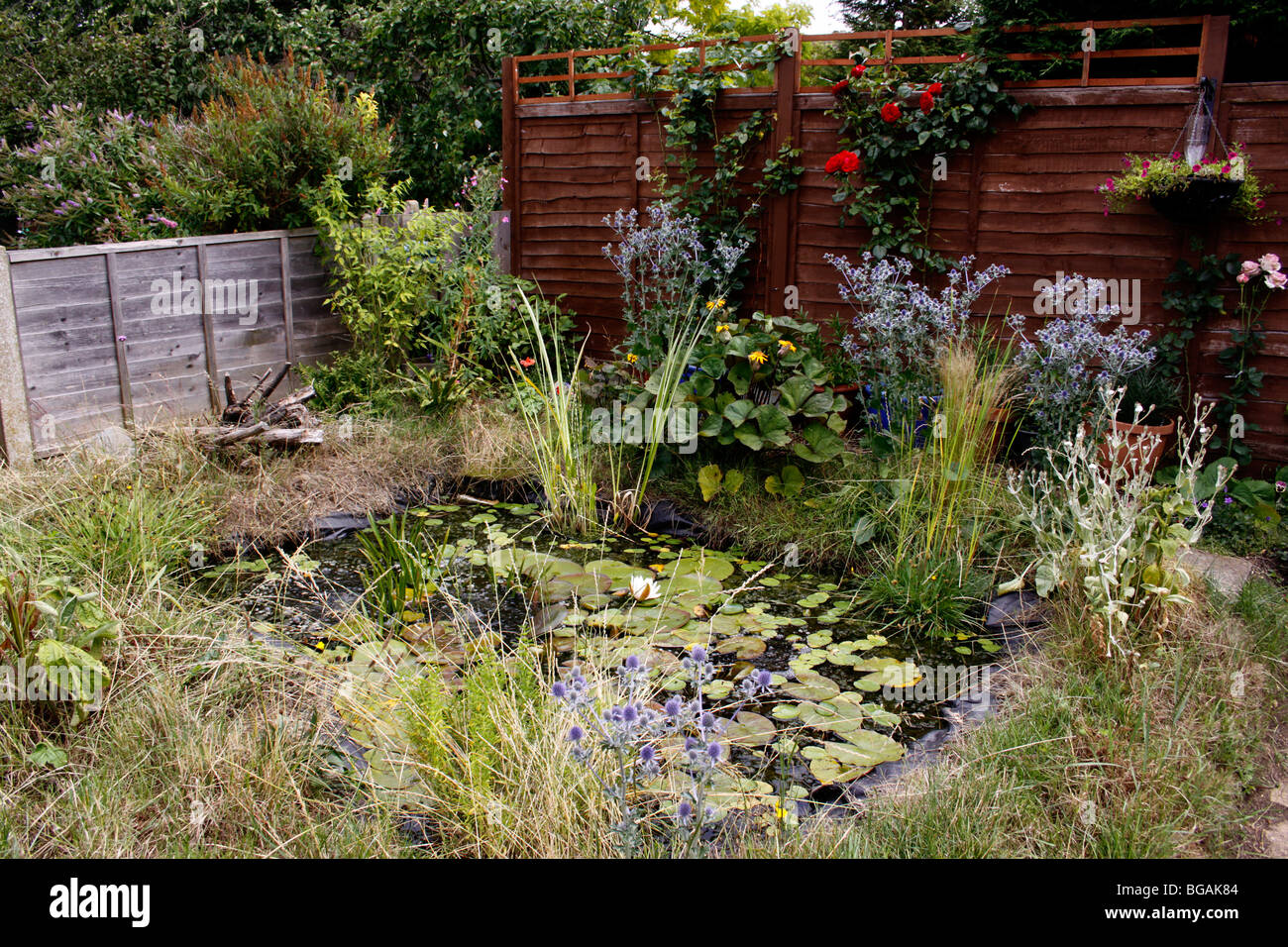 EINEN KLEINEN HEIMISCHEN TIERWELT TEICH IN EINEM LÄNDLICHEN GARTEN. Stockfoto