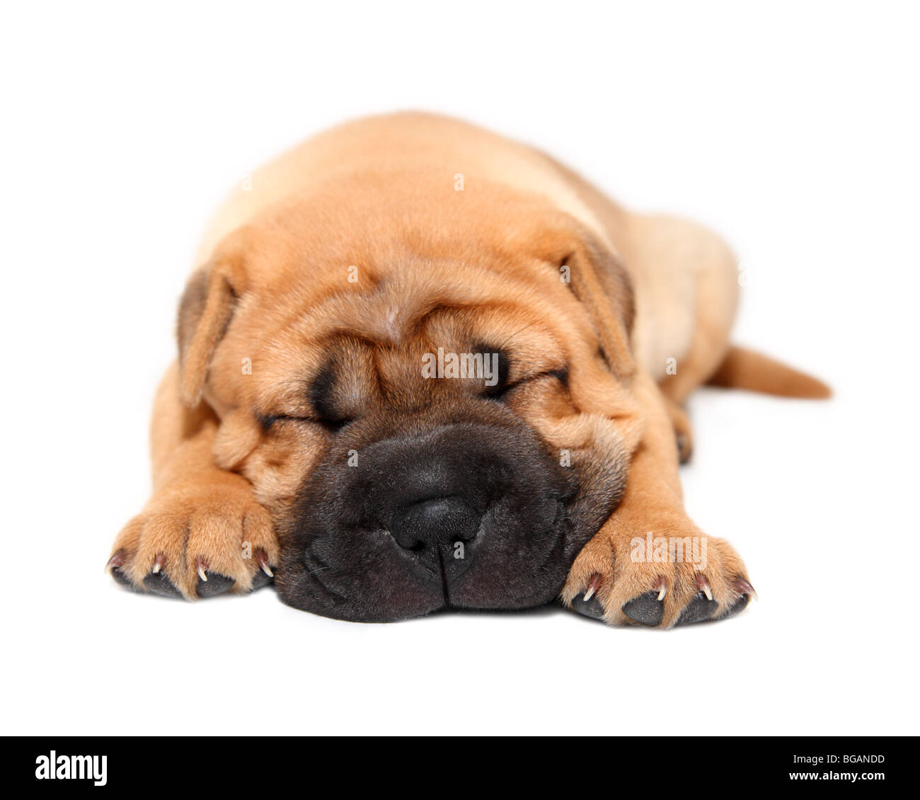Shar pei Welpen Hund schlafen isoliert auf weiss Stockfoto