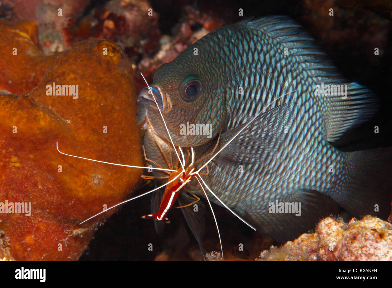 Drei Spot Dascyllus oder Riffbarsche, Dascyllus Trimaculatus gereinigt von Putzergarnelen, Lysmata amboinensis Stockfoto