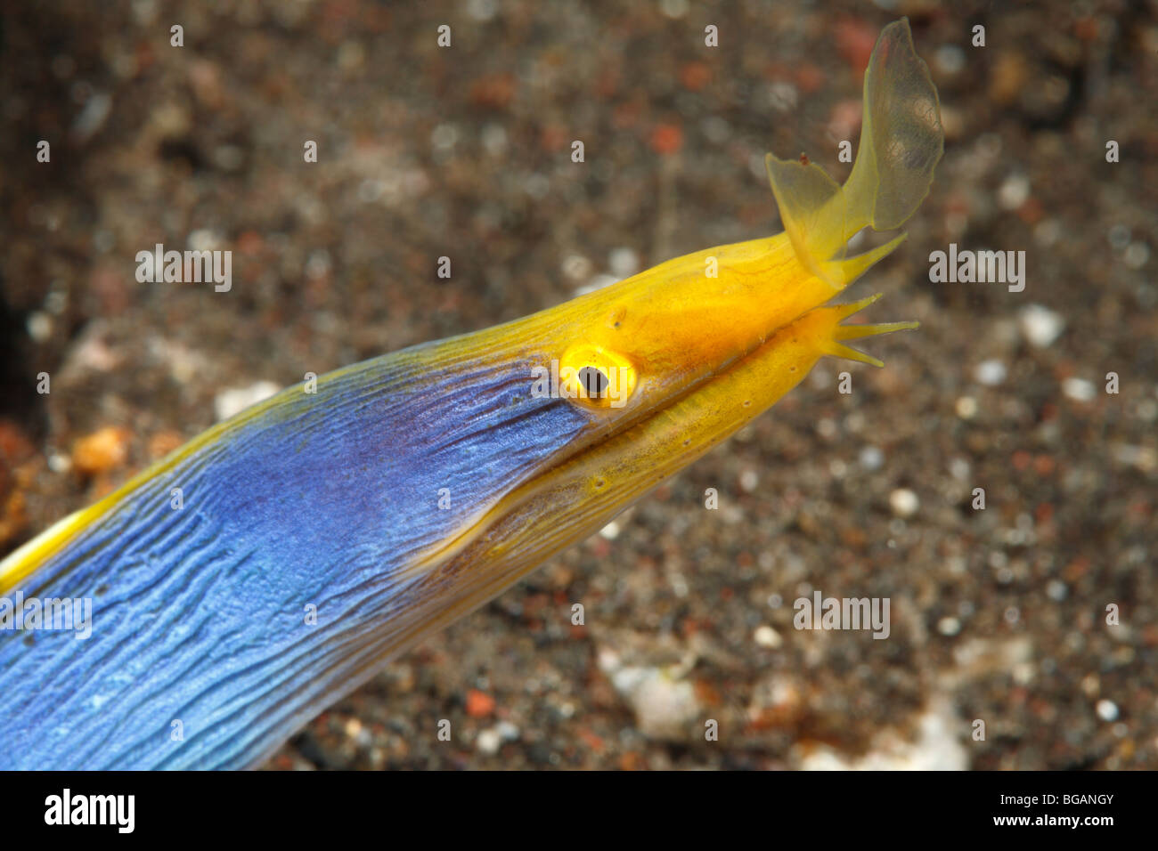Blue Ribbon Eel, Rhinomuraena Quaesita, Tulamben, Bali, Indonesien. Bali Meer, Indischer Ozean Stockfoto