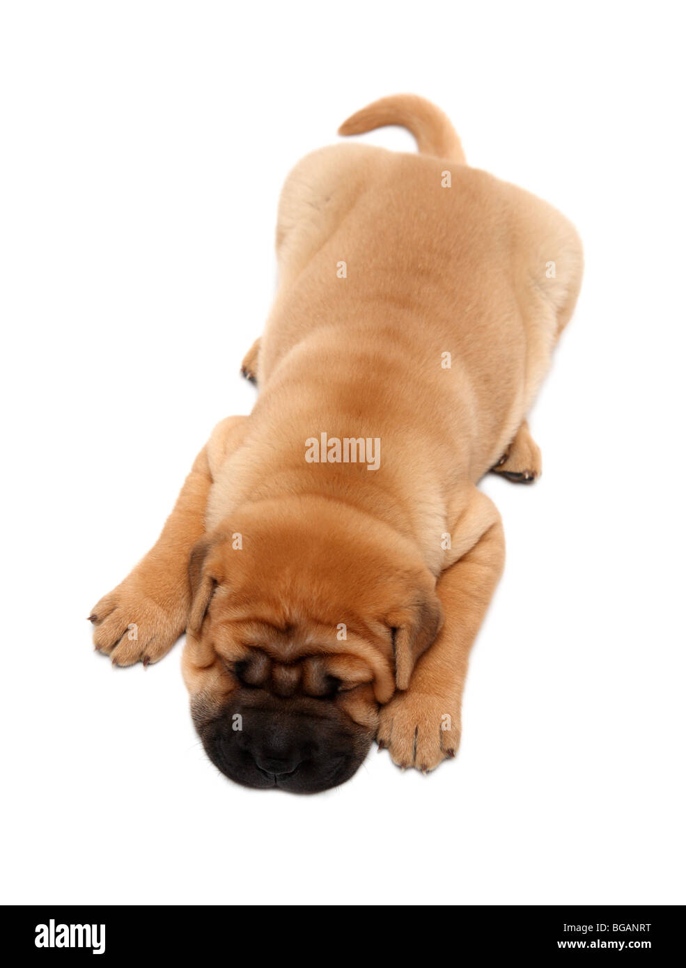 Shar pei Welpen Hund schlafen isoliert auf weiss Stockfoto