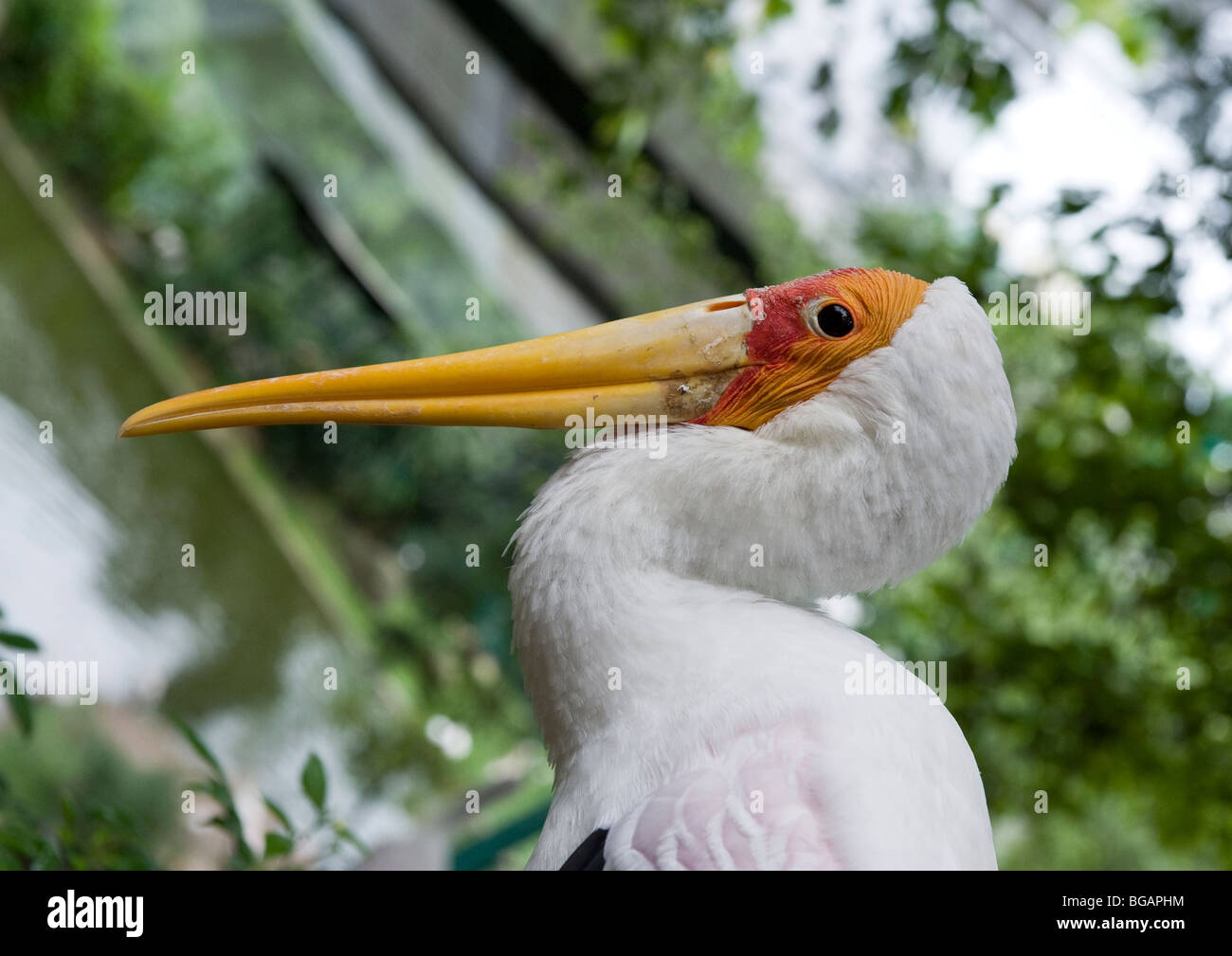 Eine atemberaubende Nahaufnahme von Kopf und Hals der wachsamen gelbe abgerechneten Storch bequem ruhen auf einem Baum in Kuala Lumpur Bird Park. Stockfoto