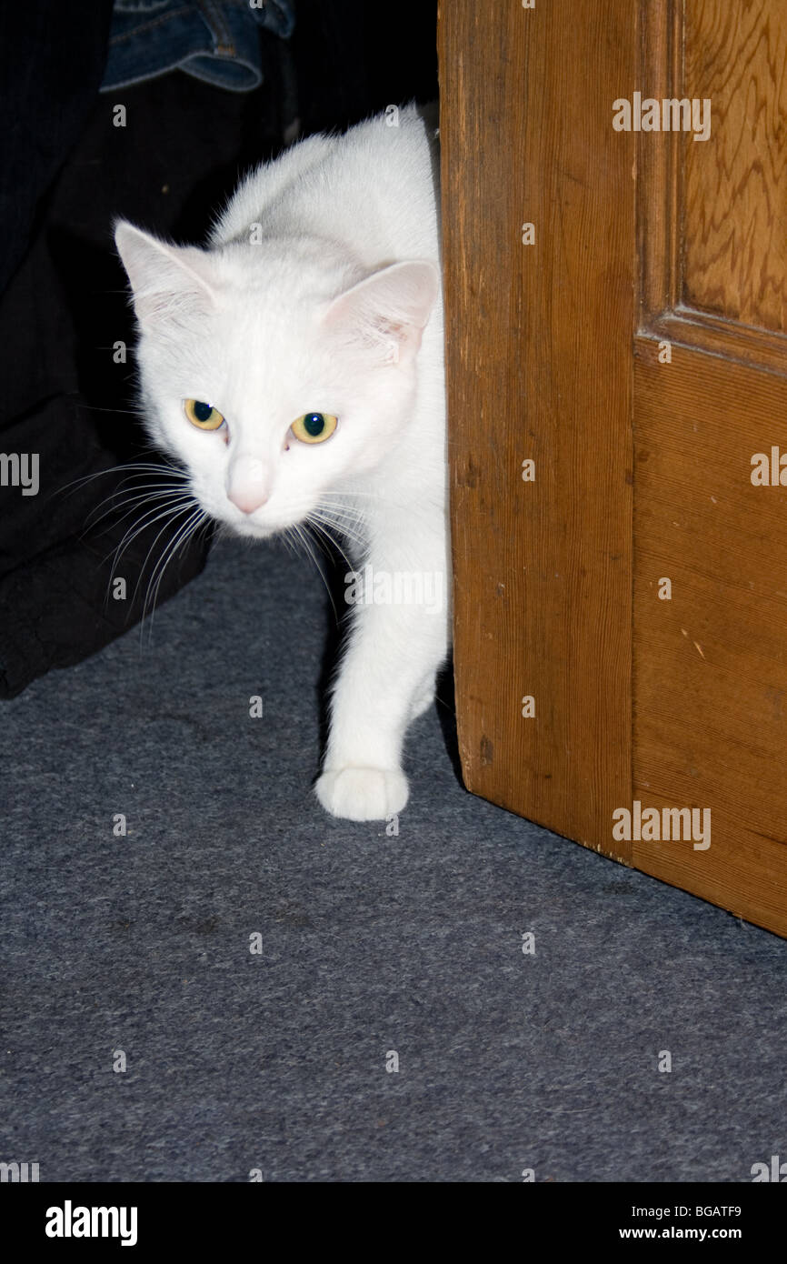 Weiße Katze guckt um die Tür Stockfoto