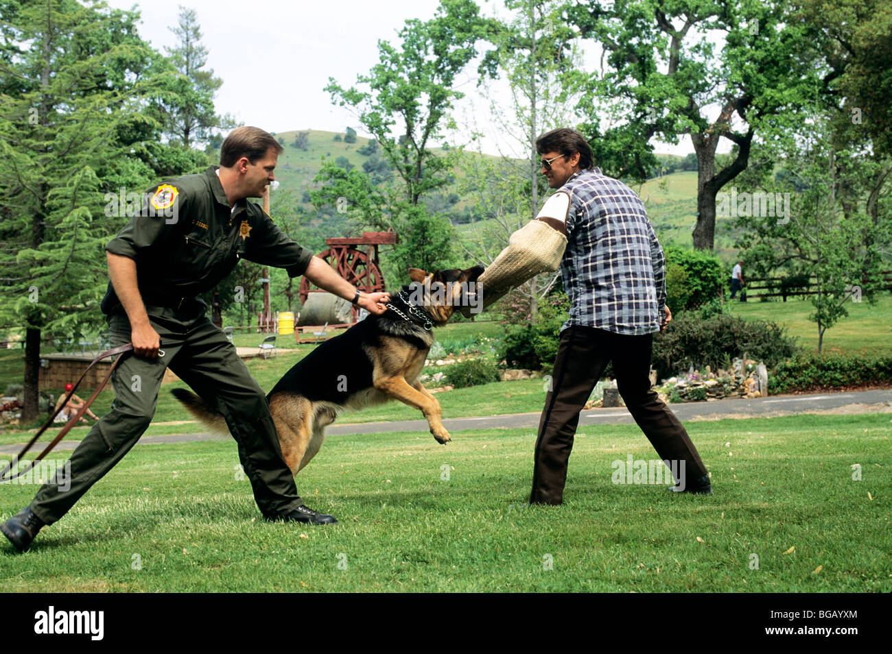 Peace Officers training Hunde. Stockfoto