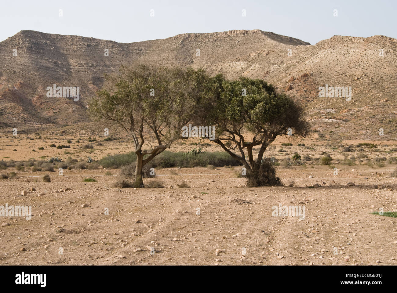 Zwei Bäume in der Wüste Landschaft, Cabo de Gata - Nijar Natural Park, Spanien Stockfoto