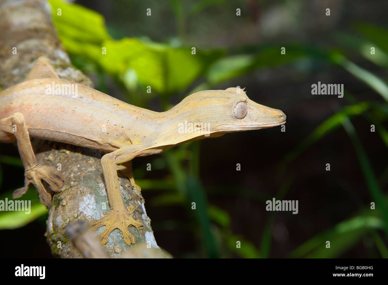 Auf Ast, La Mandraka Reserve, Madagaskar Taggecko Stockfoto