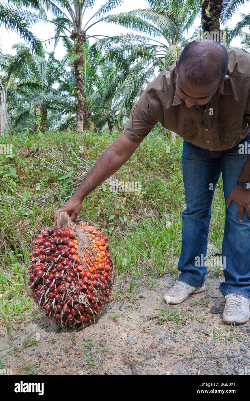 Ein Mann hält ein Bündel von frischem Obst (FFB) der Ölpalme vor kurzem geerntet. Durchschnitt Trauben wiegen 20 bis 30 kg (ca. 45-65 lbs). Stockfoto