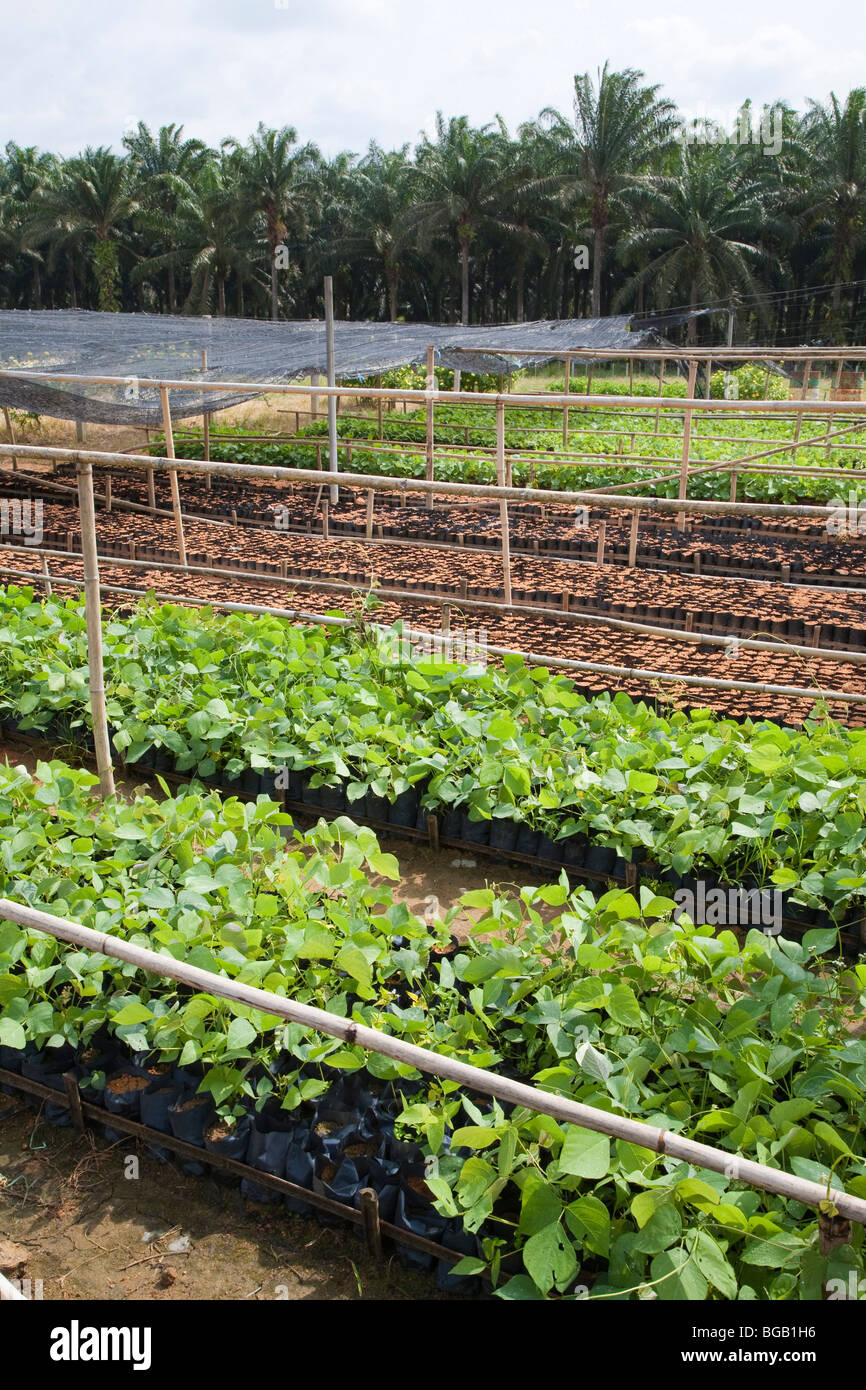 Mucuna Bracteata, Hülsenfrüchte Pflanze, wächst in den vor-Ort-Kindergarten. Sindora Palmöl-Plantagen. Johor Bahru, Malaysia Stockfoto