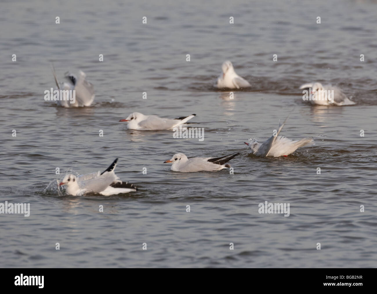 Lachmöwen, Larus Ridibundus (Erwachsene im Winter) Baden in Binnengewässern, die von einem Bach ins Meer geflogen haben Stockfoto