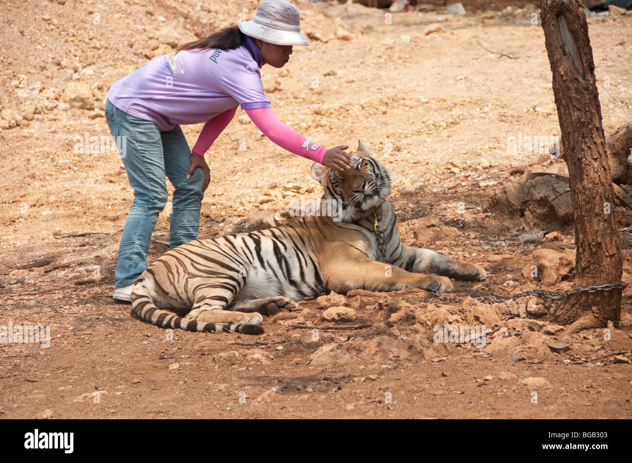 ein Hausmeister streichelt ein Tigerkopf im Tiger-Tempel in Kanchanaburi, thailand Stockfoto
