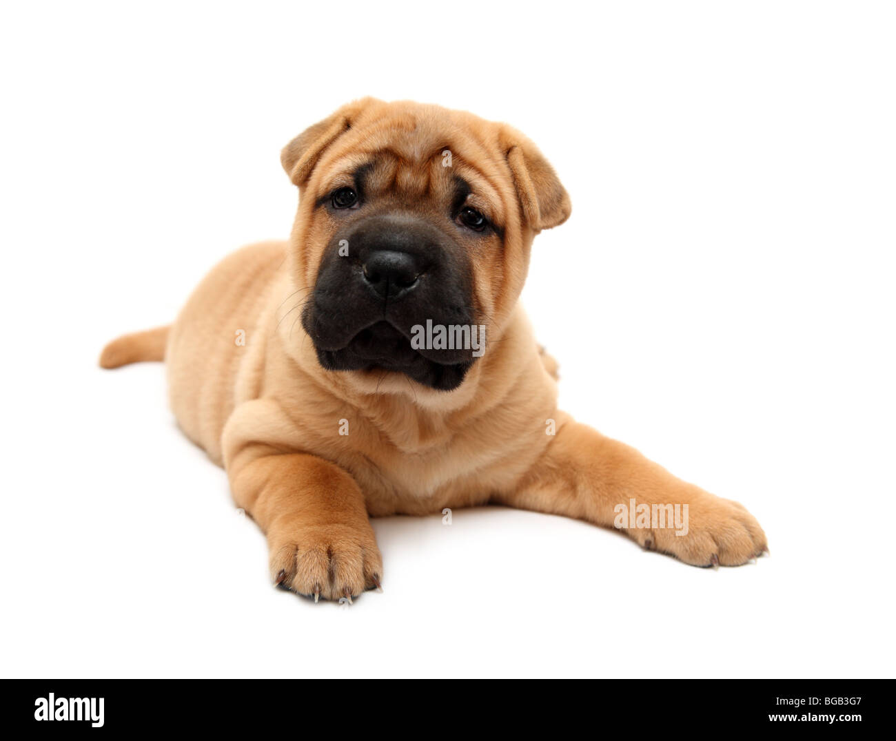 Shar pei Welpen Hund isoliert auf weiss Stockfoto