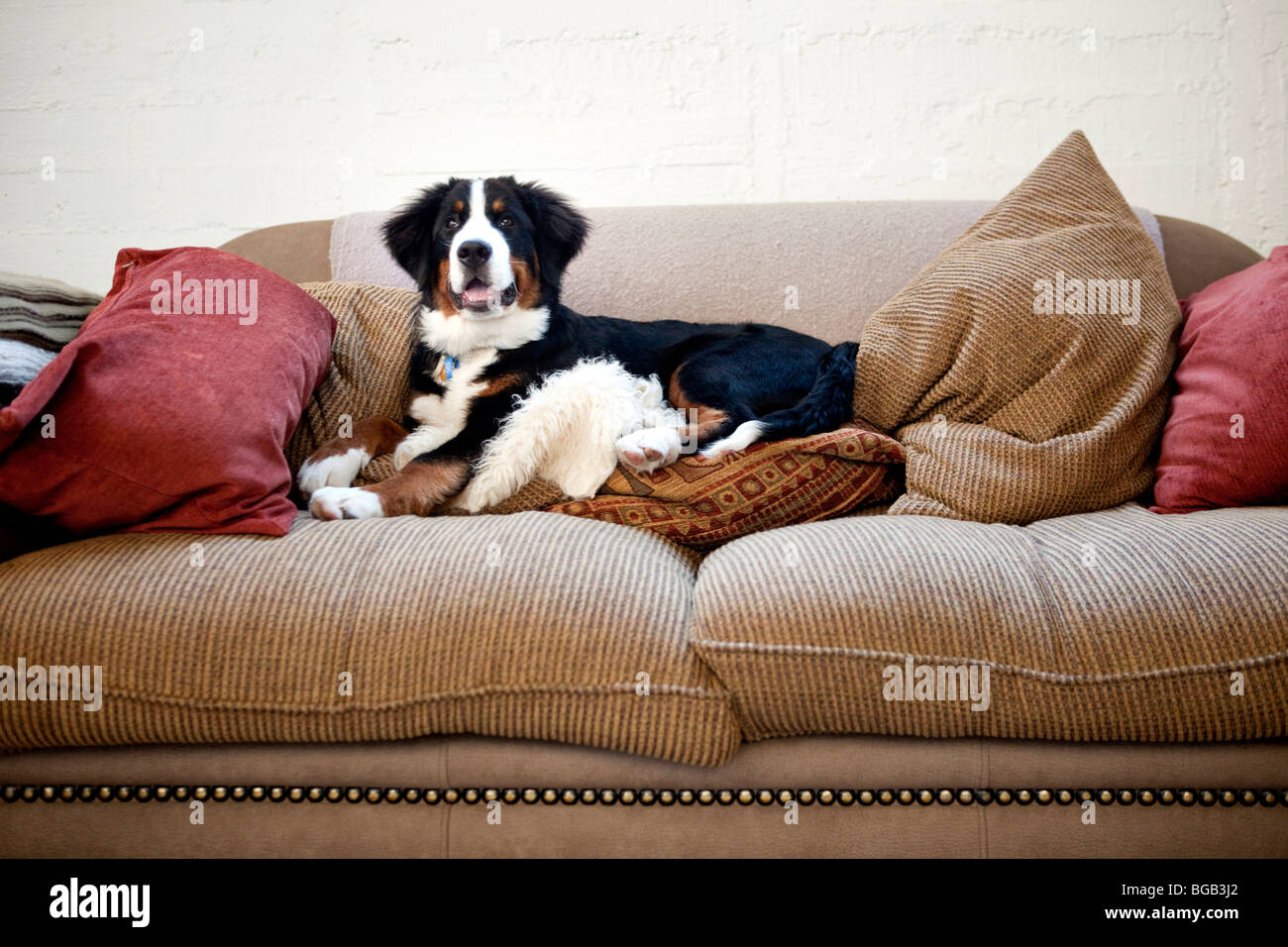 junge Berner Sennenhund liegend auf Sofa mit Kissen Stockfoto