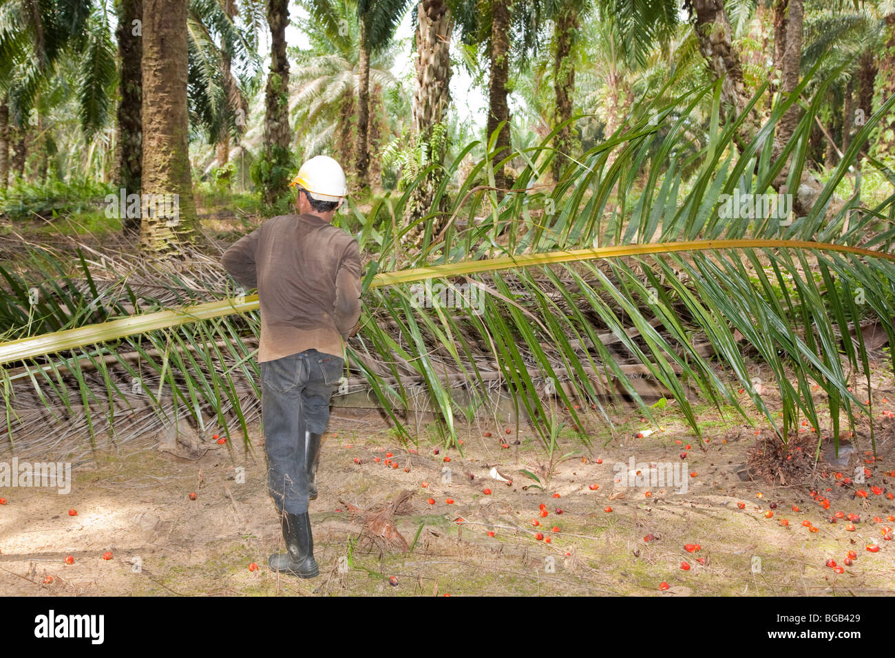 Ein Arbeiter tragen eine frisch geschnittene Öl Palmwedel, mit roten Palm Früchte am Boden. Sindora Palmöl-Plantagen. Stockfoto