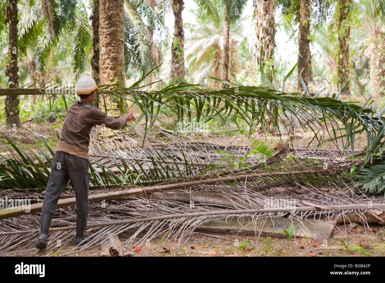 Ein Arbeiter, ein frisch geschnittenen Öl Palmwedel, mit roten Palm Früchte am Boden sammeln. Sindora Palmöl-Plantagen. Stockfoto