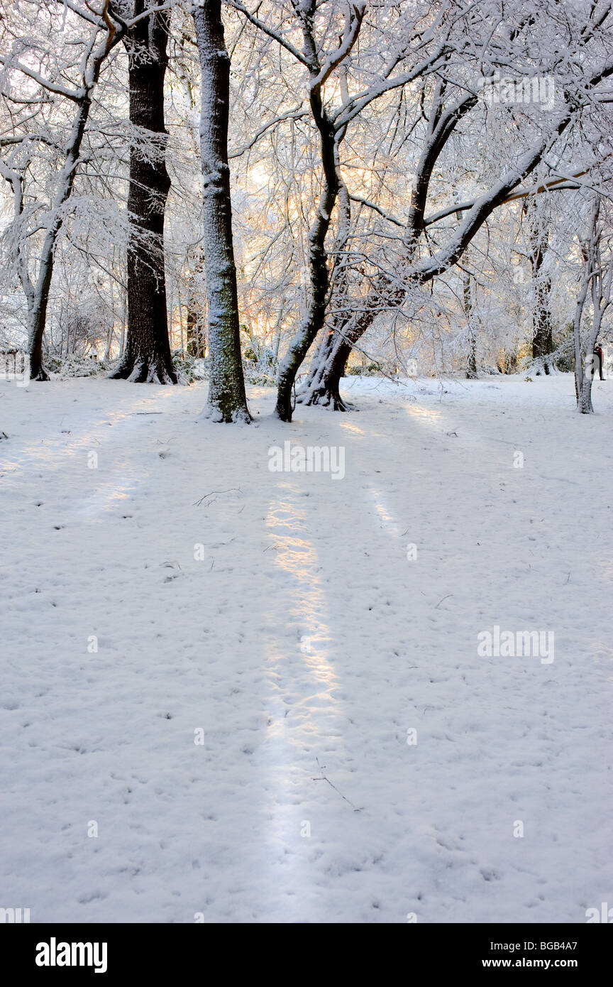 Thorndon Park - starker Schneefall in Essex Wald. Stockfoto