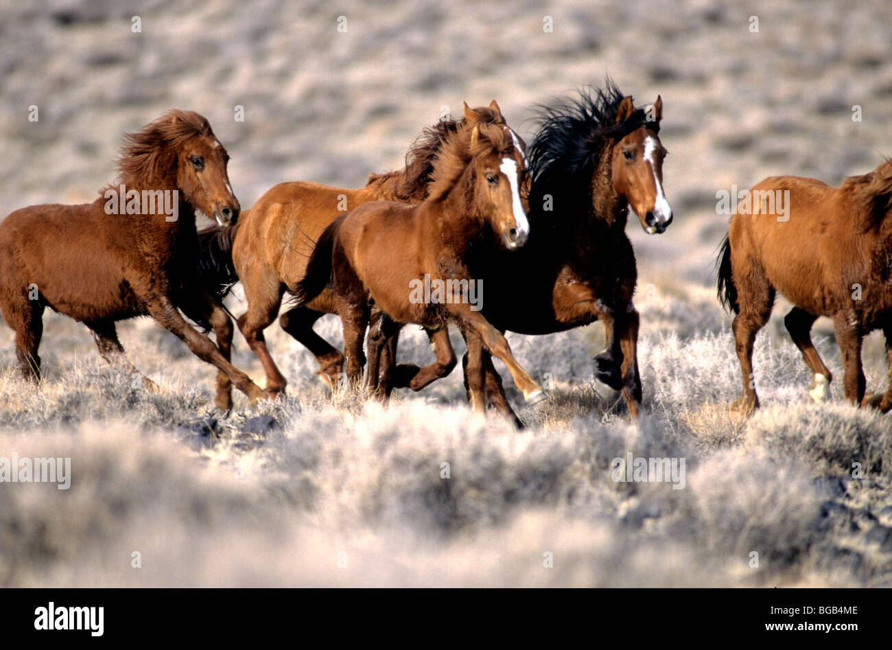 Herde von Wildpferden"ausgeführt, Wüste, Nevada Stockfoto