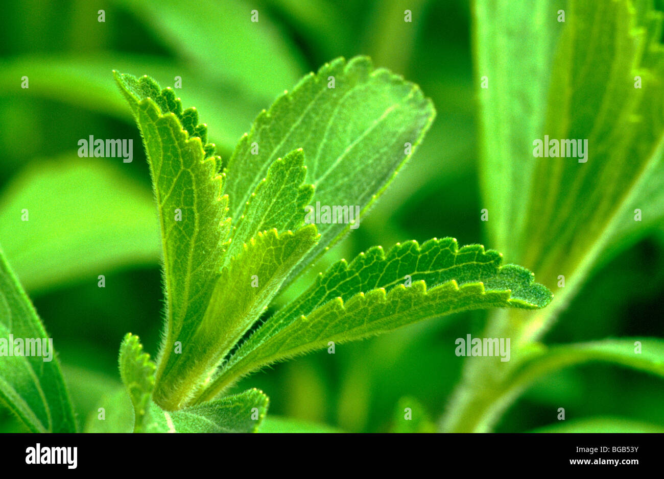 Stevia-Pflanze, natürlicher Süßstoff. Stockfoto