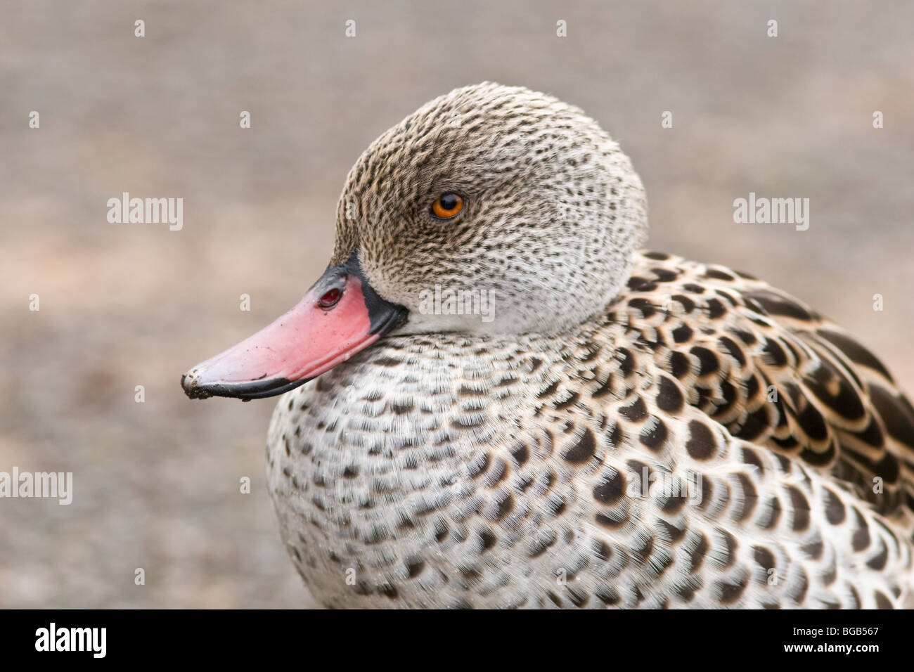 Cape/Petrol Slimbridge Wetlands Centre, Gloucestershire Stockfoto