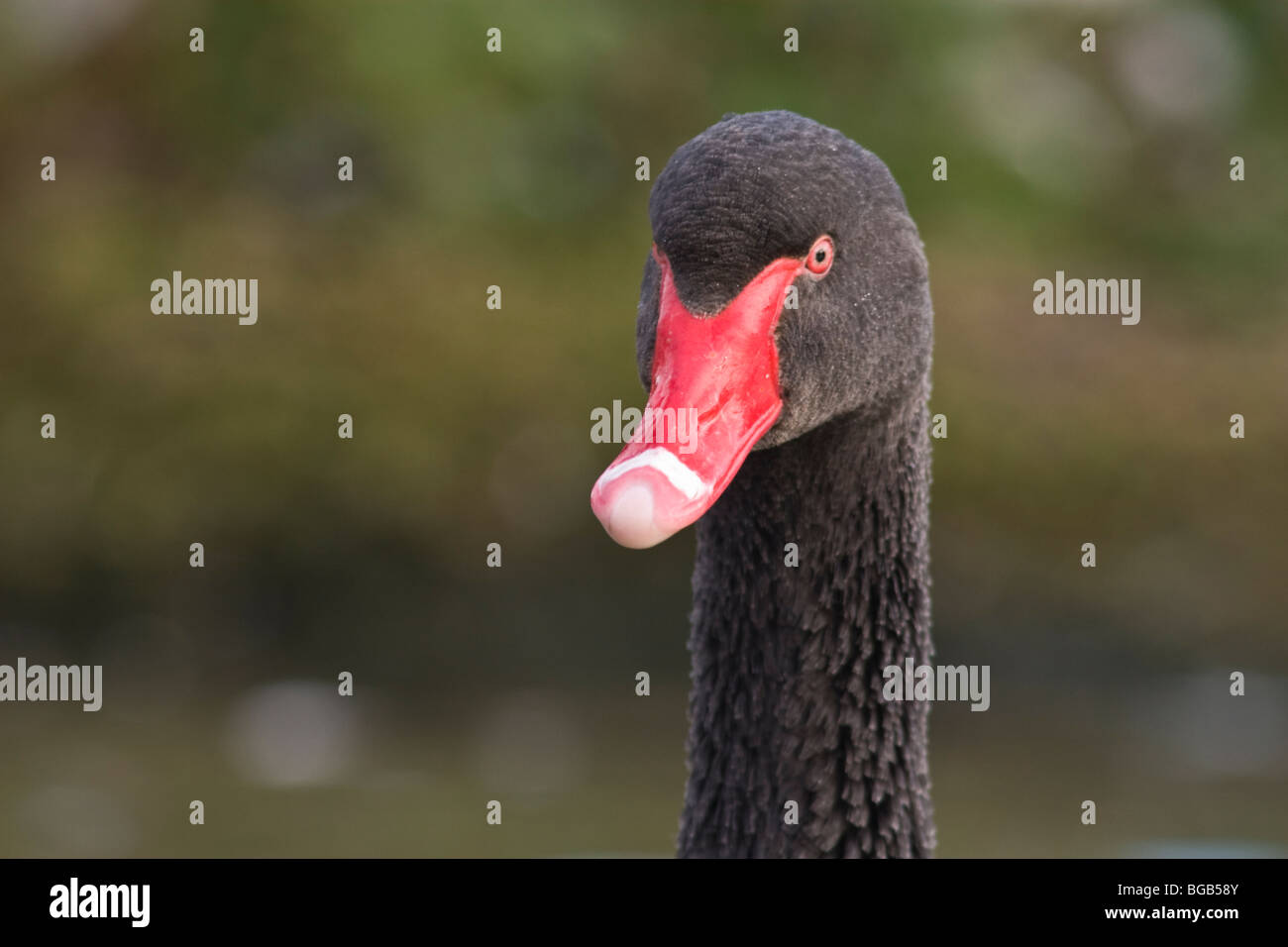 Australische schwarzer Schwan Slimbridge Wetlands Centre, Gloucestershire Stockfoto