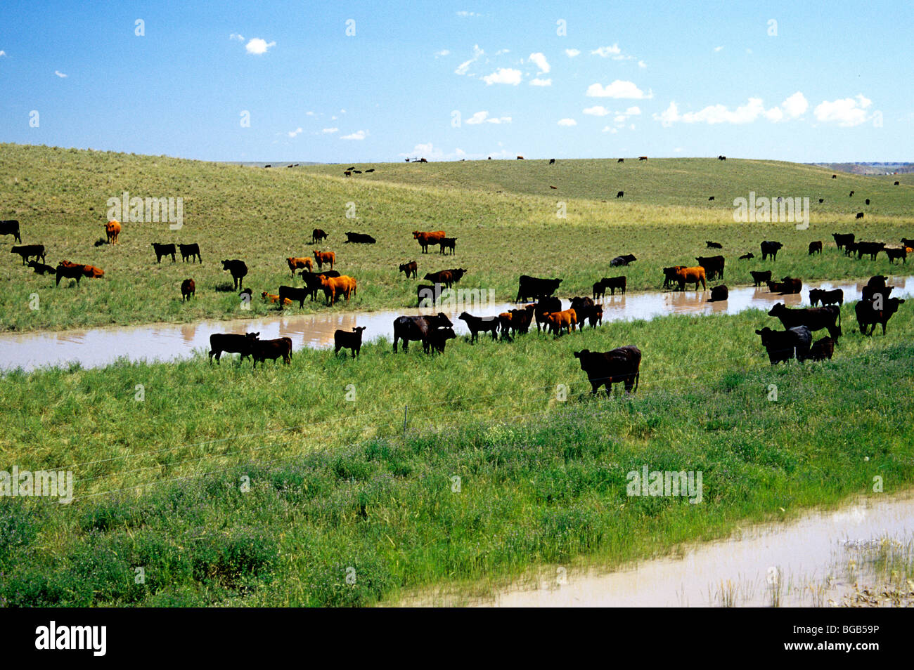 Urbar von Kohle-Tagebau, Rinder grasen auf der grünen Wiese. Stockfoto