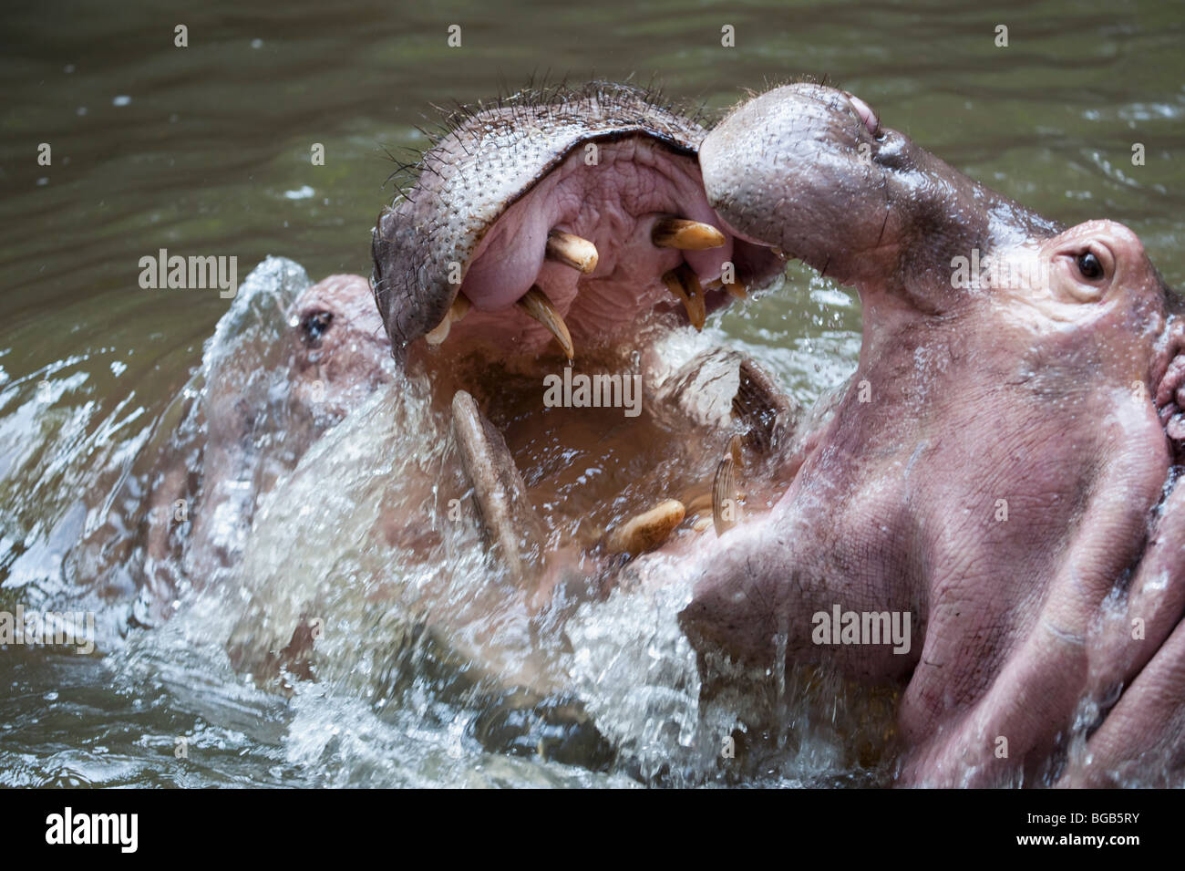 Zwei Nilpferde; Zwei Nilpferde kämpfen im Wasser Stockfoto