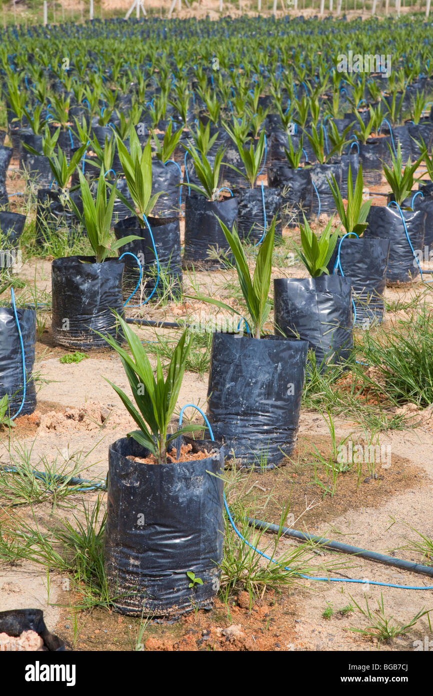 Vor-Ort-Palmöl-Baumschule mit Tropfbewässerung, um die Topfpflanzen zu wässern. Sindora Palmöl-Plantagen. Stockfoto