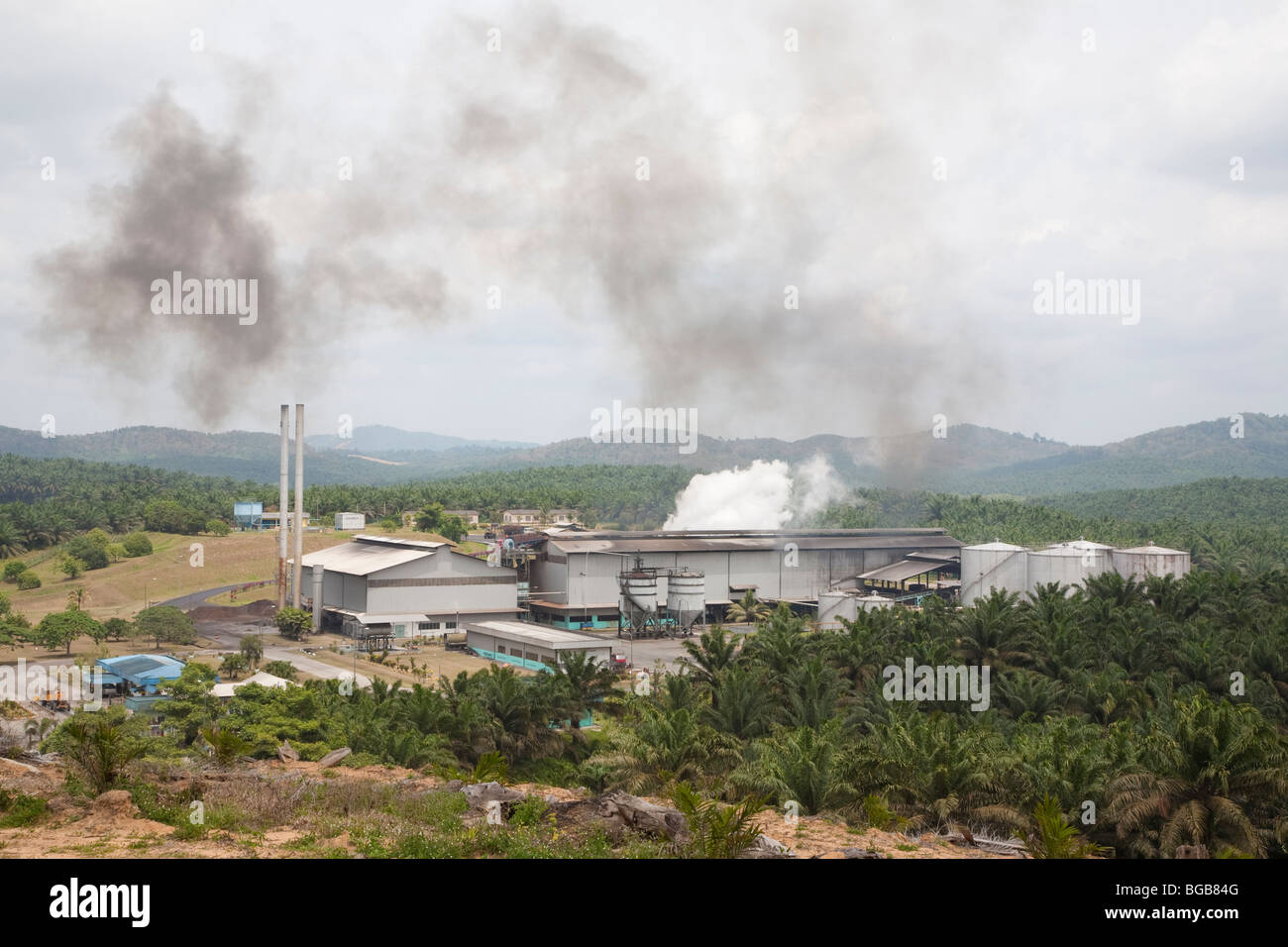 Die Sindora Palmöl-Mühle von Sindora Palmöl-Plantagen umgeben. DDie Mühle und Plantage sind grün zertifiziert. Stockfoto