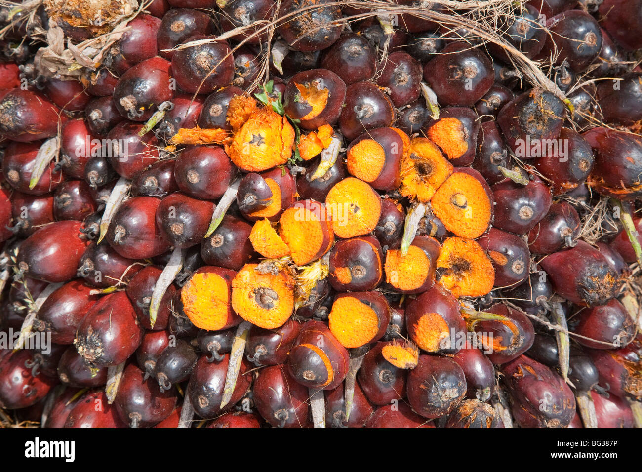 Eine Nahaufnahme der ein Haufen Ölpalme frisches Obst (FFB) mit geschnittenen Früchten ihre Reife gelbe Inhalt offenzulegen. Stockfoto