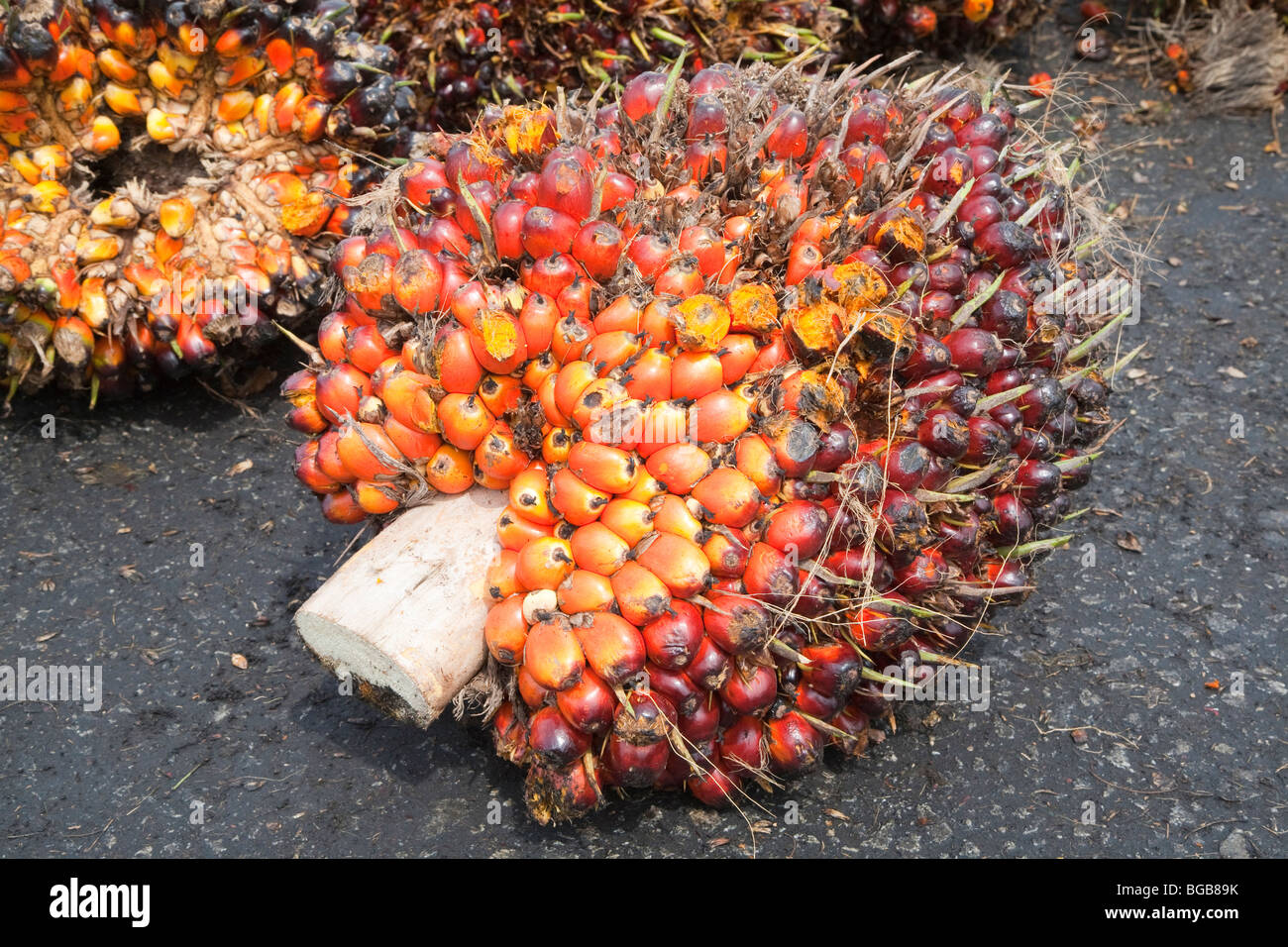 Ölpalme frisches Obst Haufen (FFBs) warten auf Prüfung und Verarbeitung in der Mühle. Sindora Palmöl Mühle, Malaysia Stockfoto