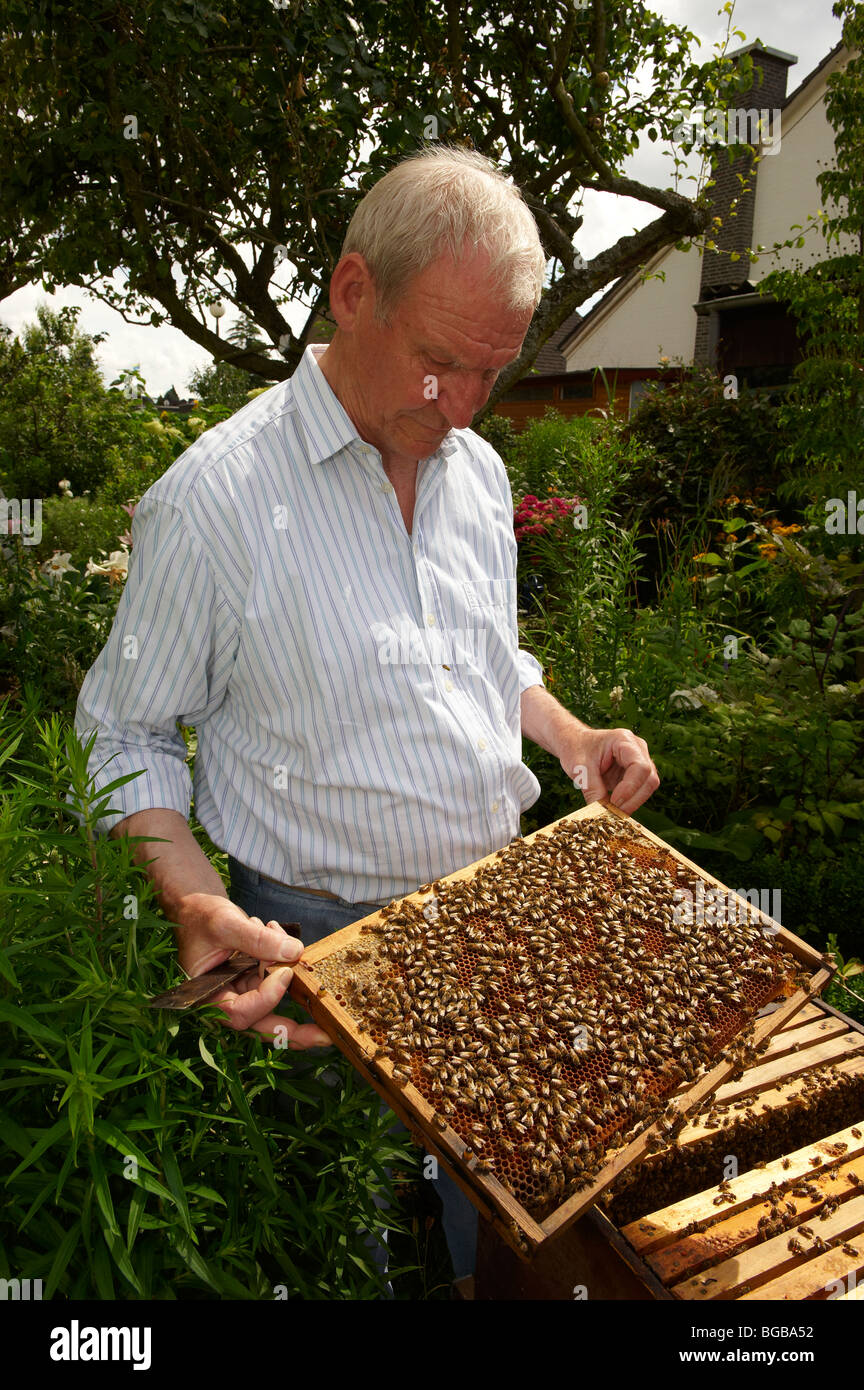 Imker mit Waben seine Honigbienen, Düren, Deutschland, Europa Stockfoto