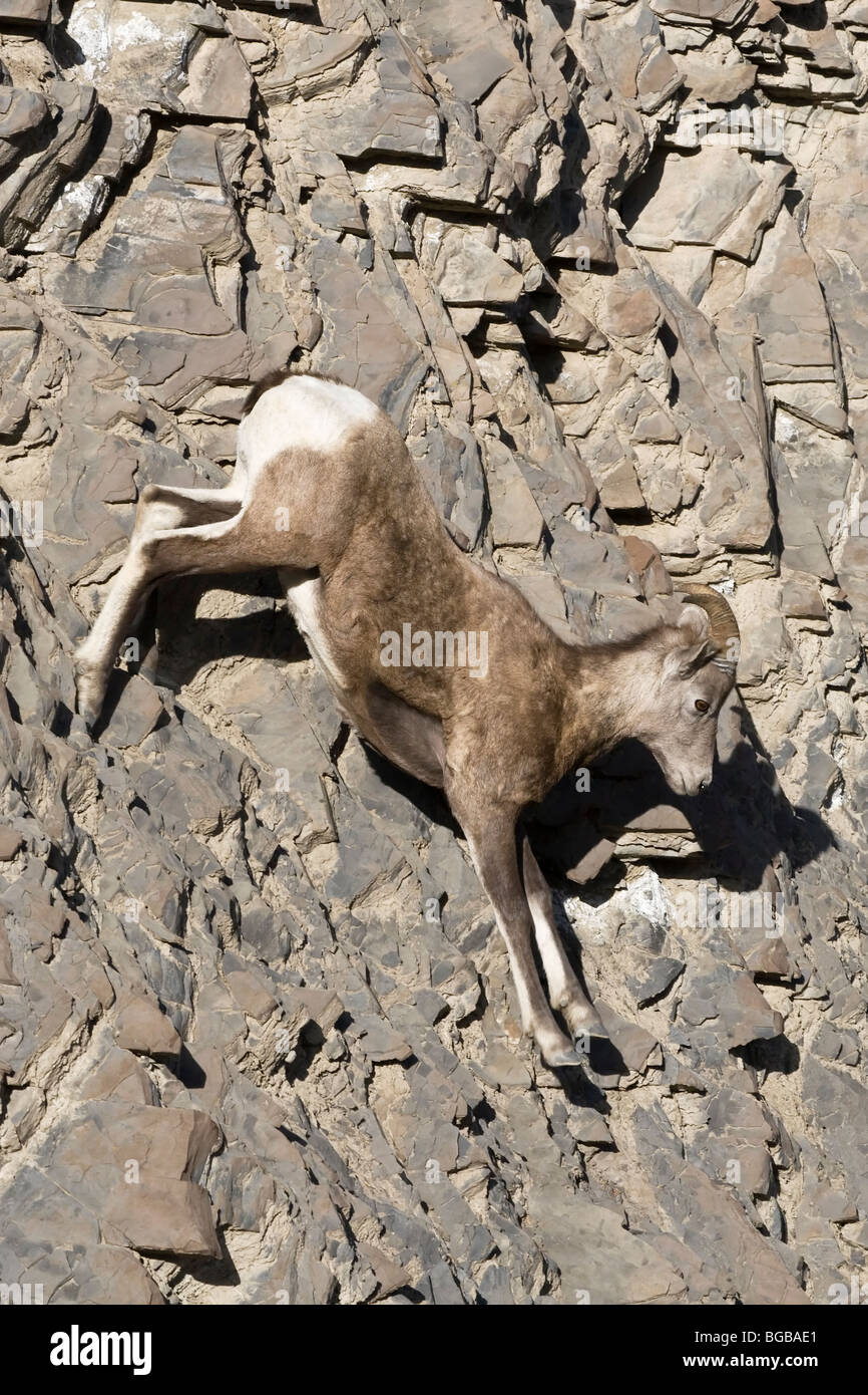Ein junges Männchen ram Big Horn Schafe laufen über eine Klippe Gesicht Stockfoto
